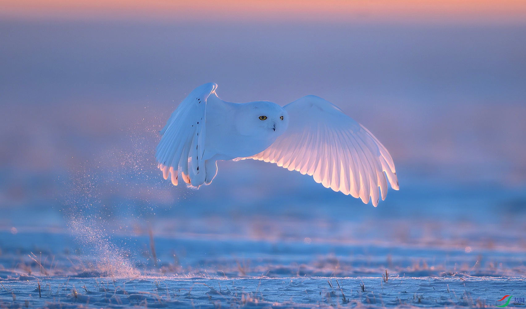 DSC_3653-����ǿ-NR ���� 2z.jpg