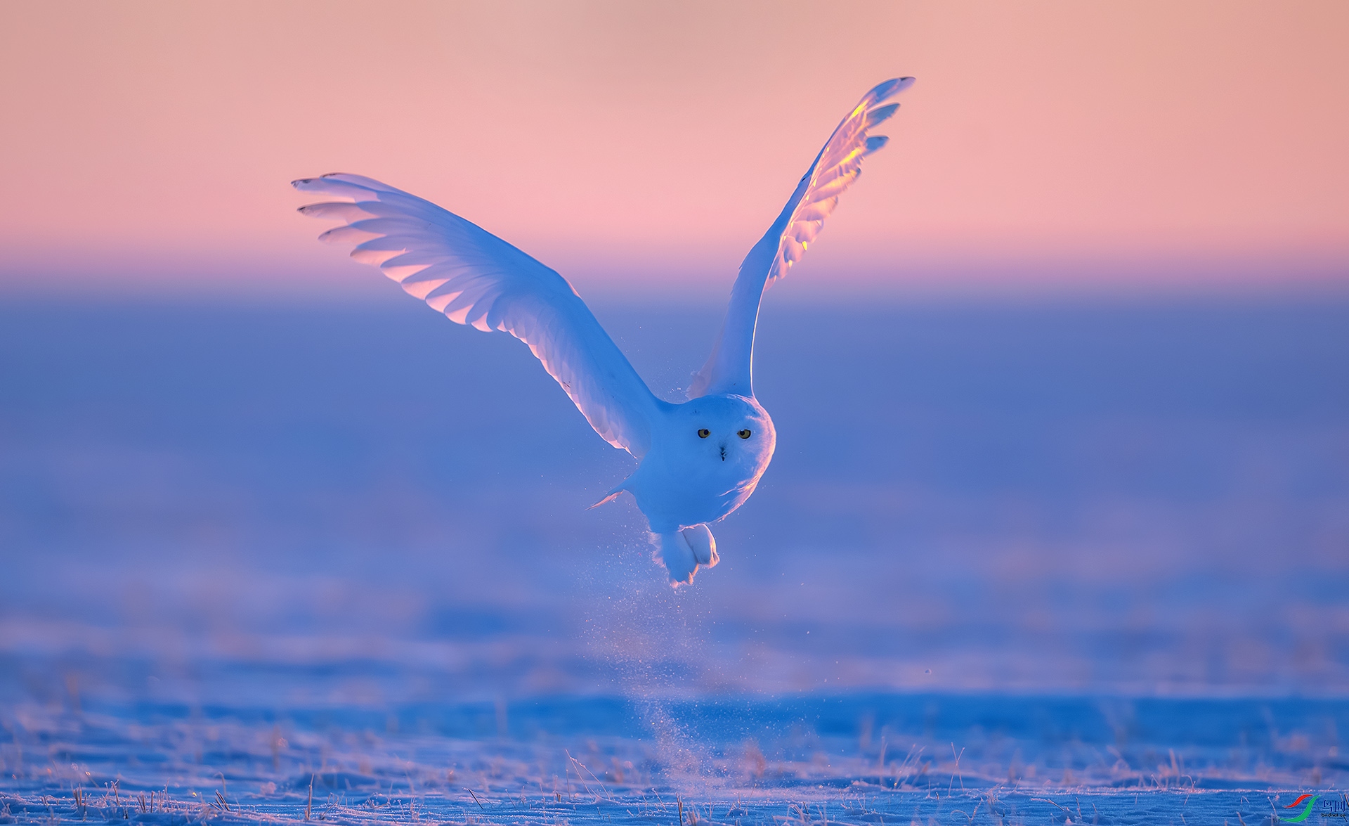 DSC_3800-����ǿ-NR ����.jpg