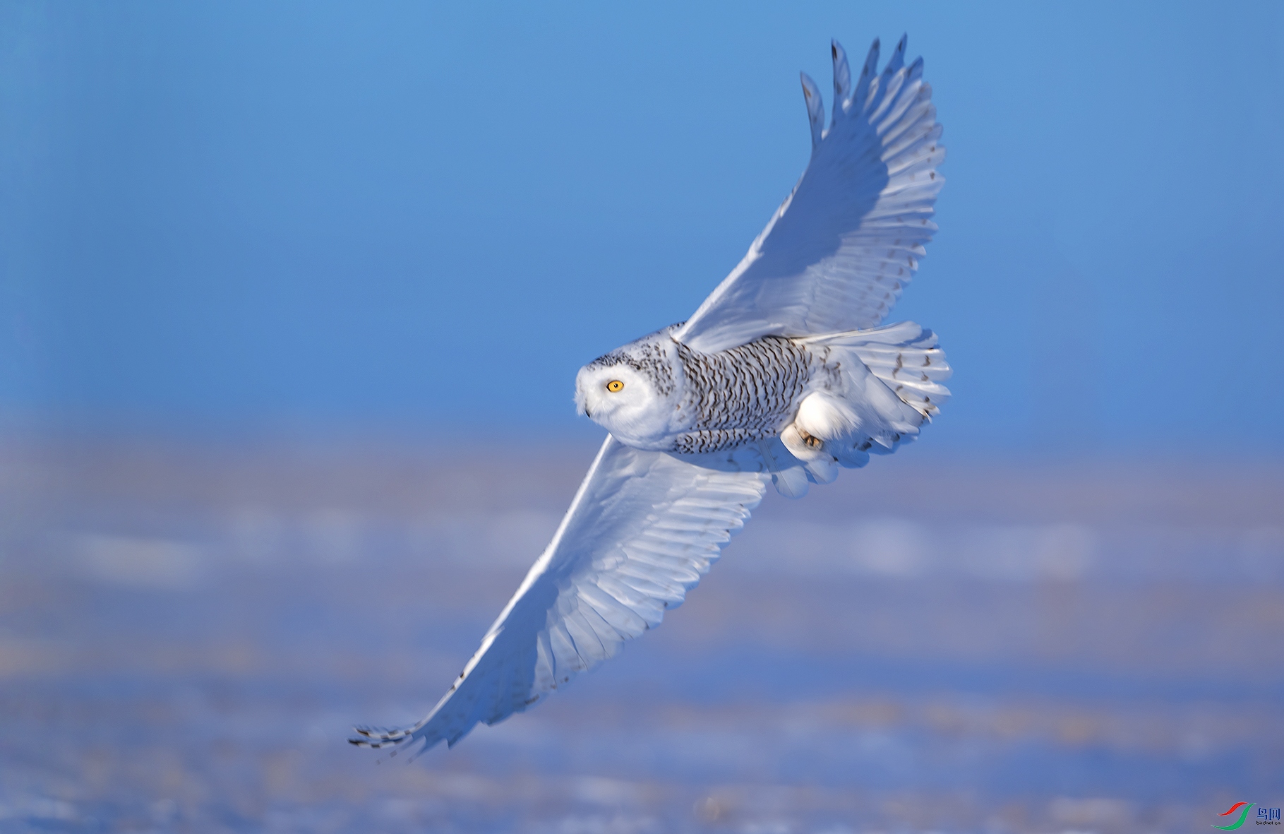 DSC_4622-����ǿ-NR-1 ����xx.jpg