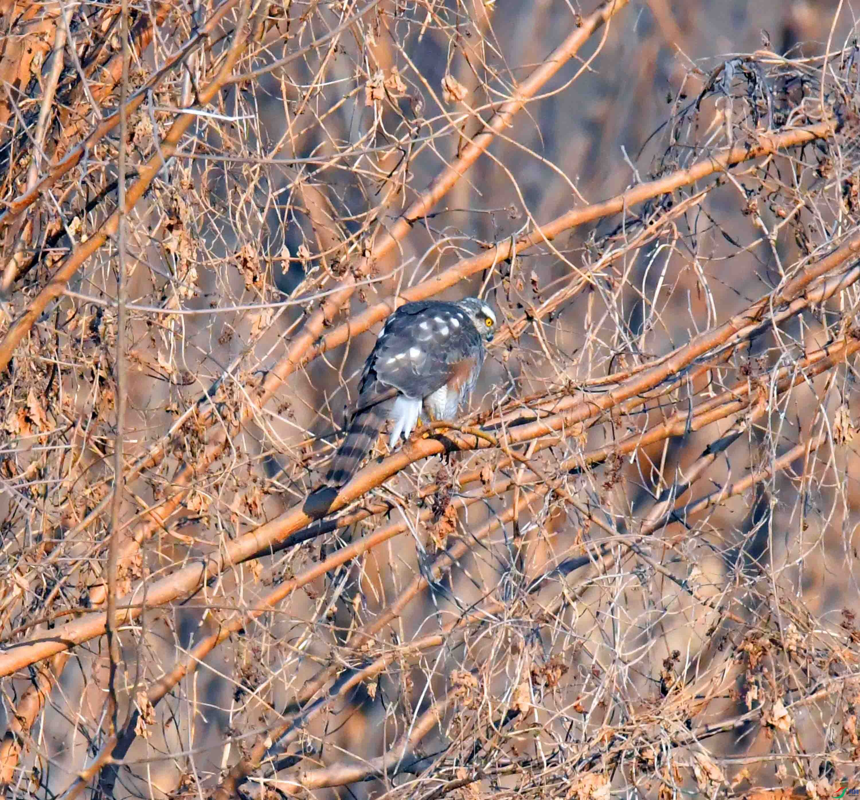 DSC_0648.JPG