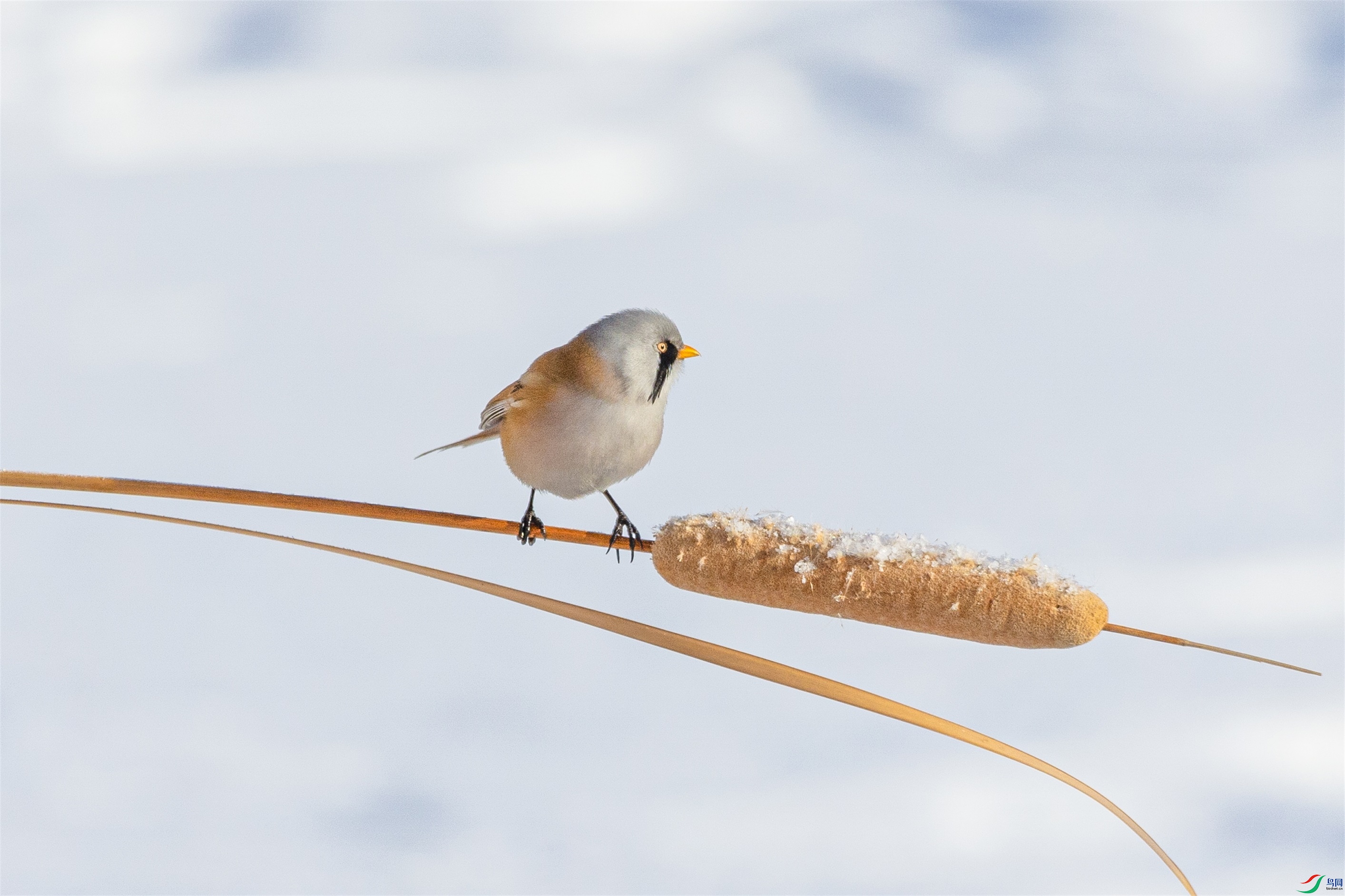 1K3A5384 ����1.jpg