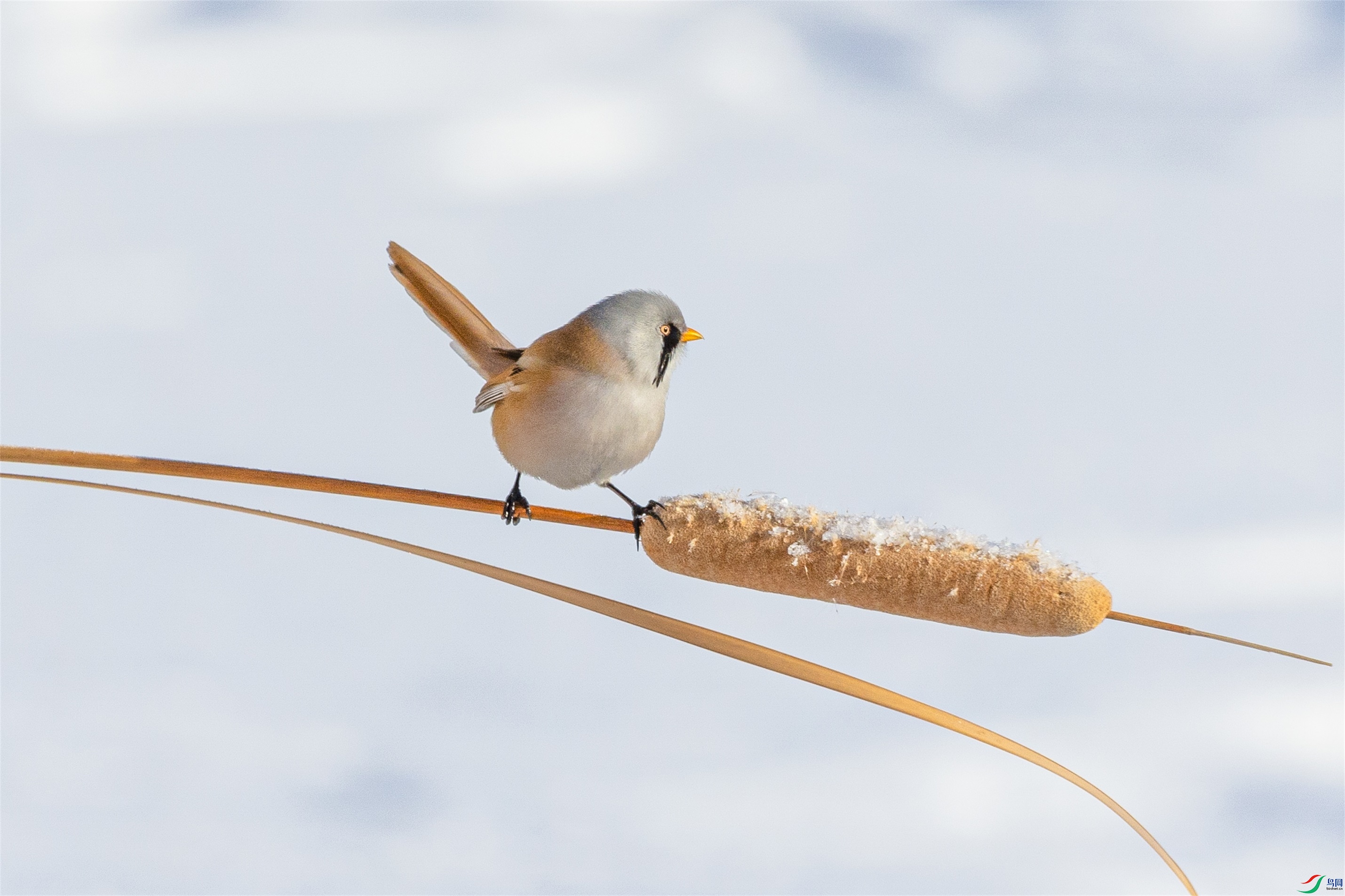 1K3A5385 ����1.jpg