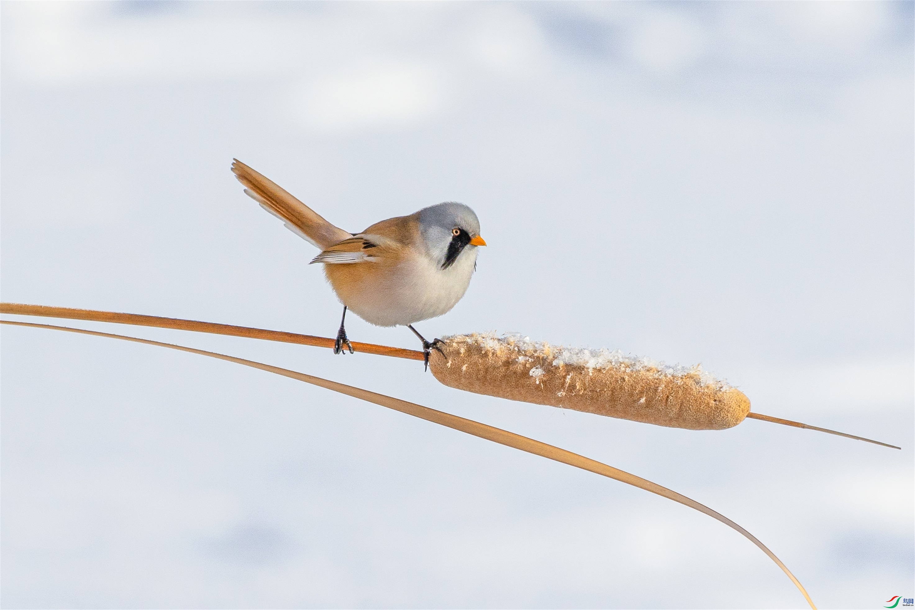 1K3A5388 ����1.jpg