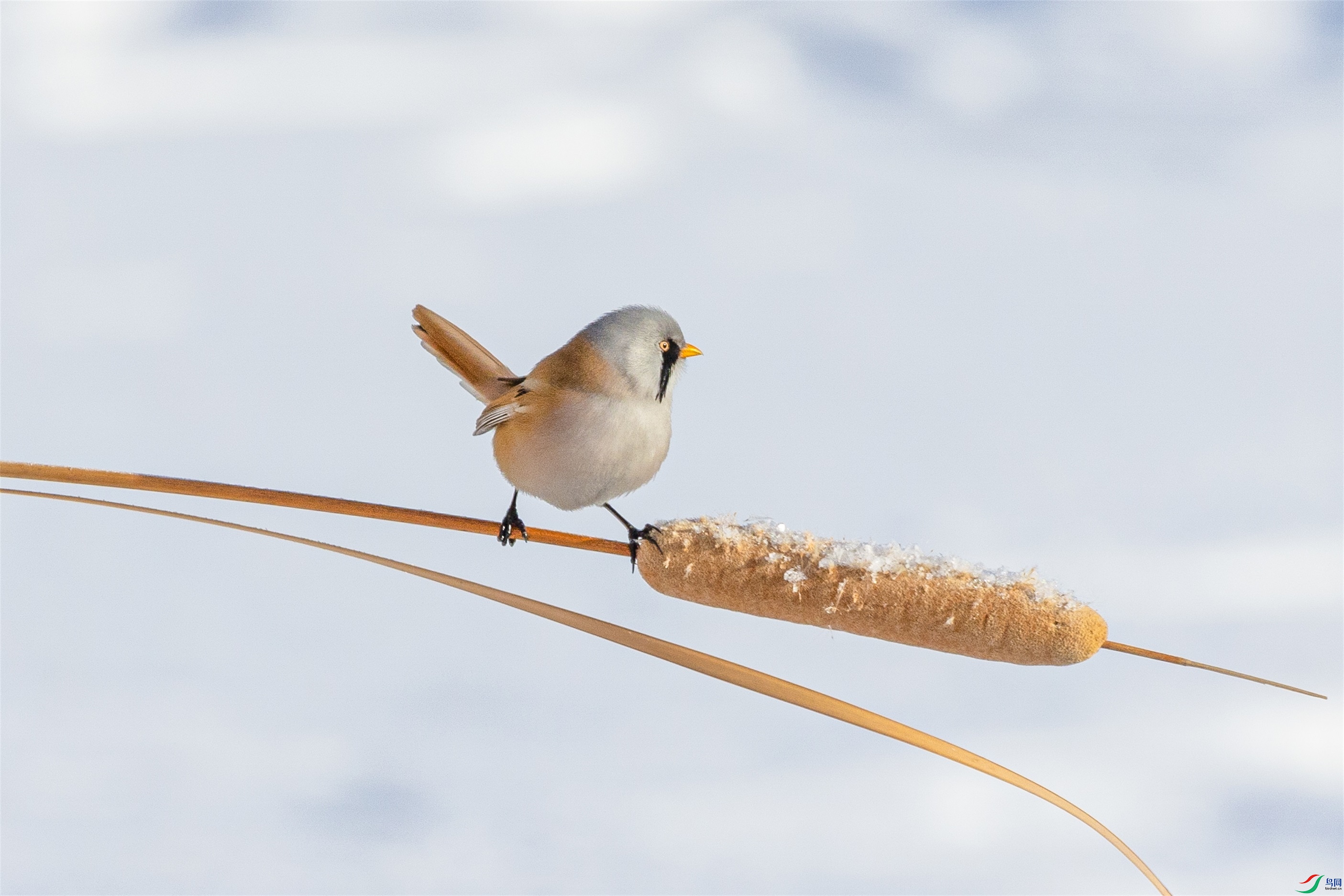 1K3A5386 ����1.jpg