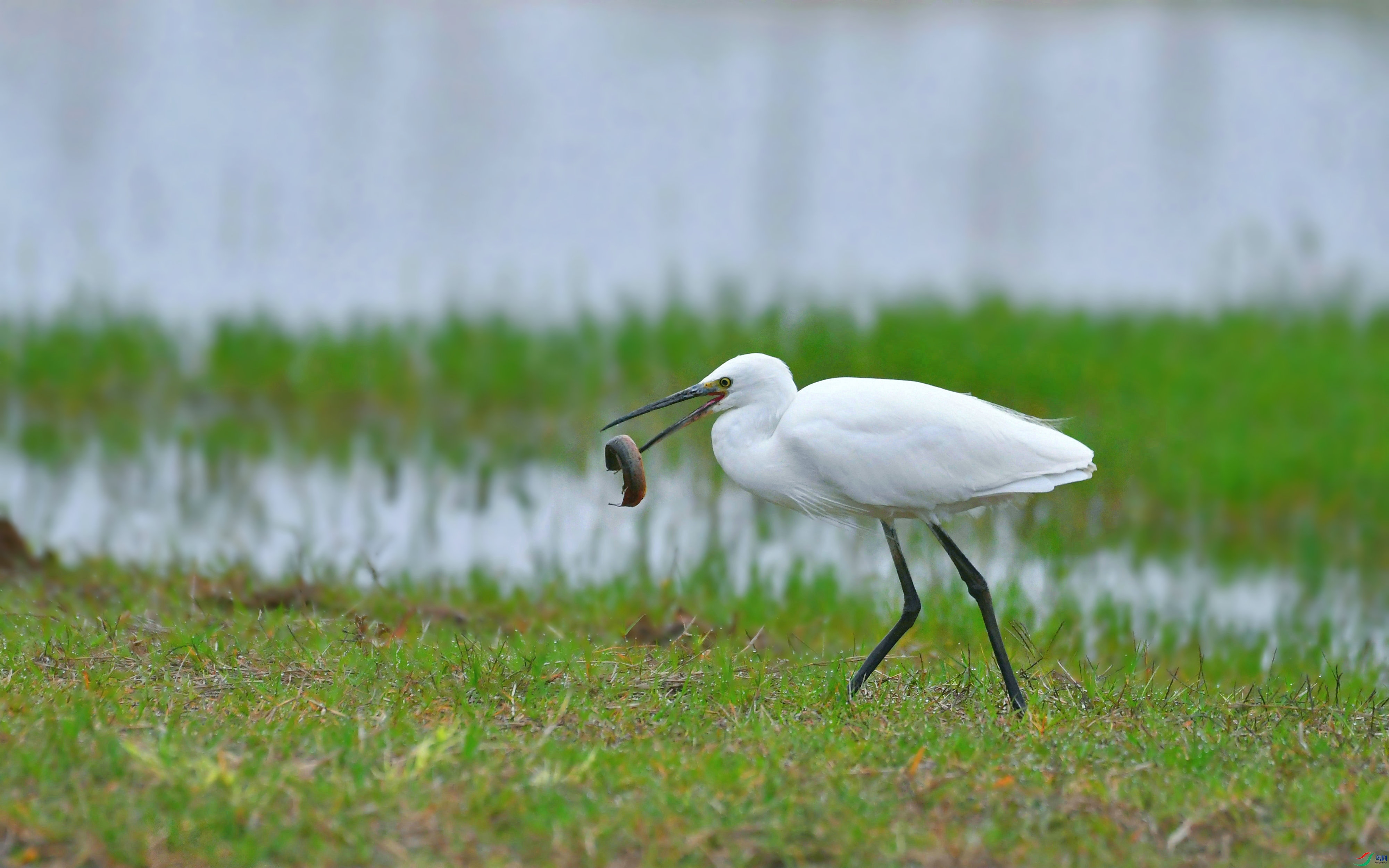 DSC_9919.JPG