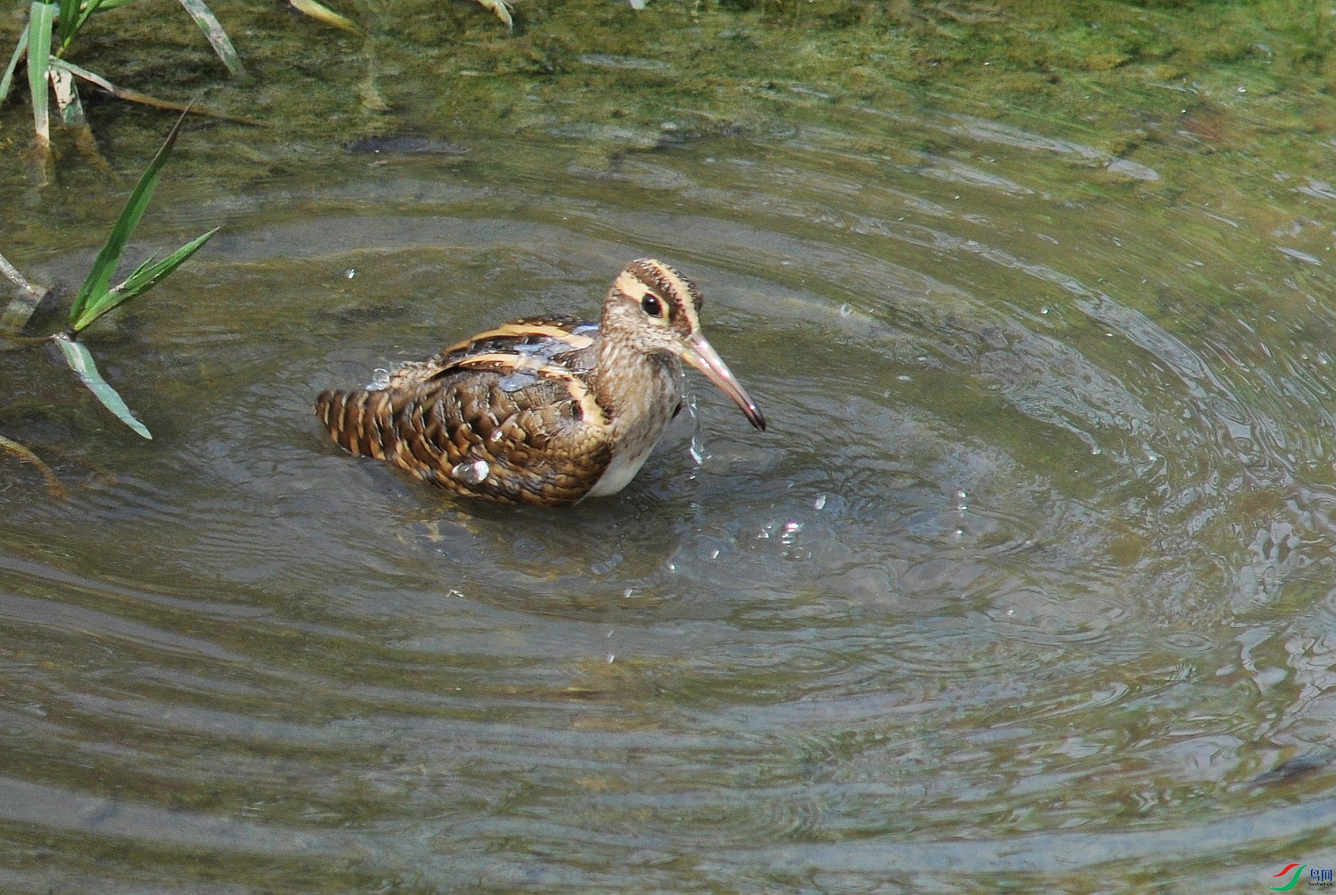 DSC_2422.jpg