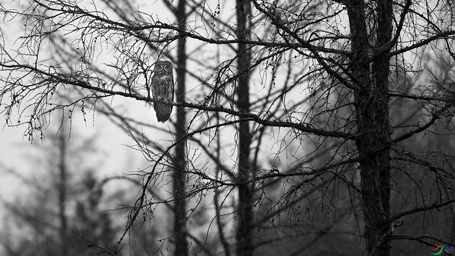 DSC_195mm4.jpg