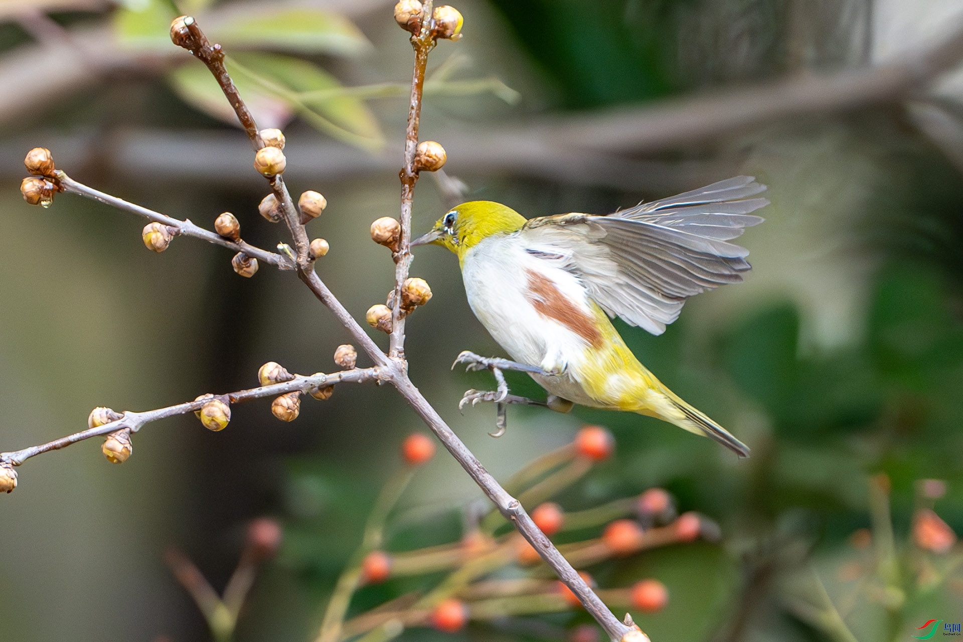 �������鶯˲��