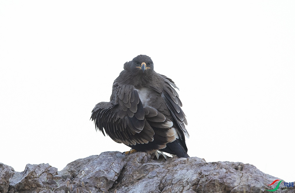 ��ԭ�� (9).JPG