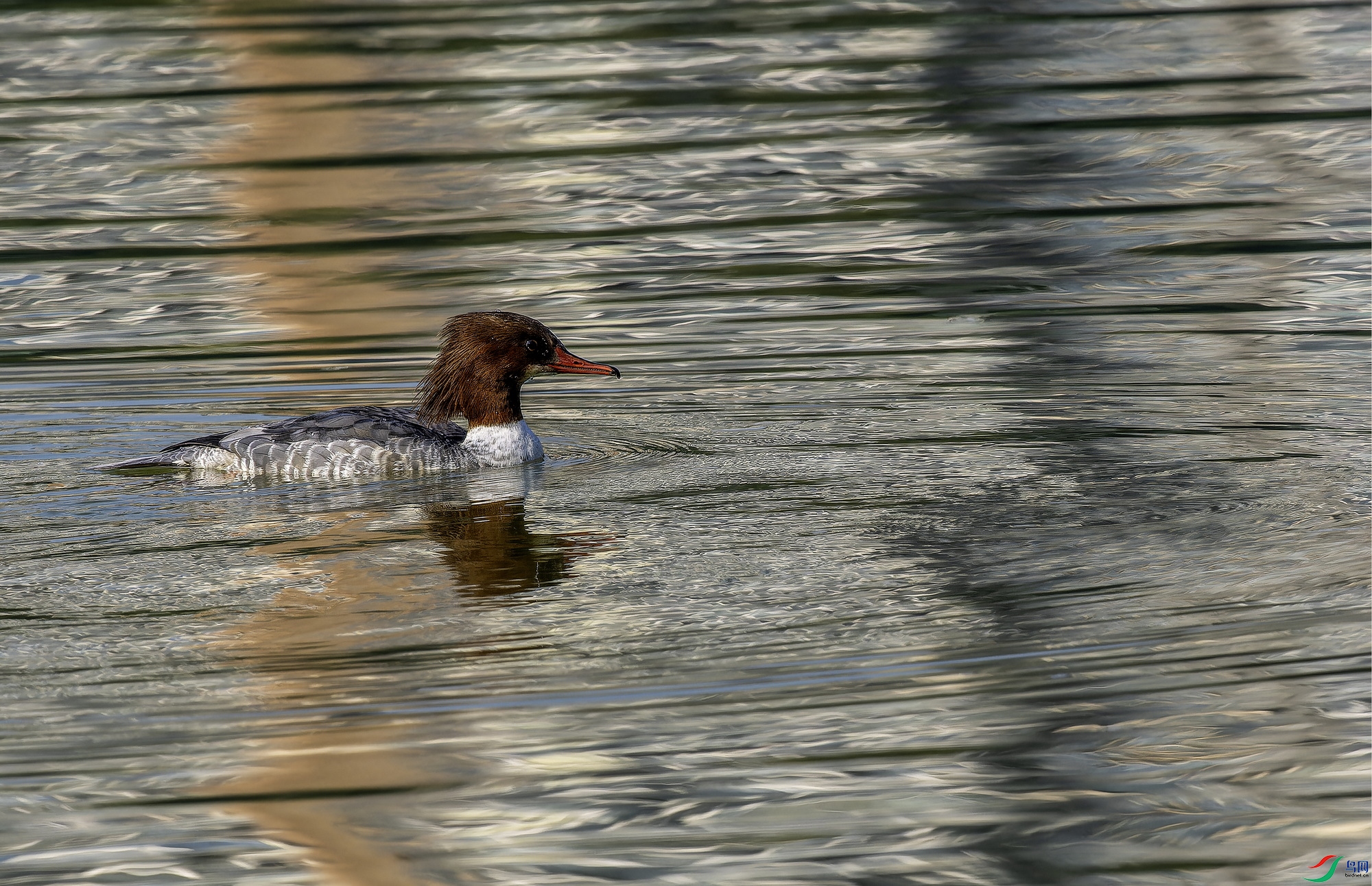 ��ͨ��ɳѼ (2)-1.jpg