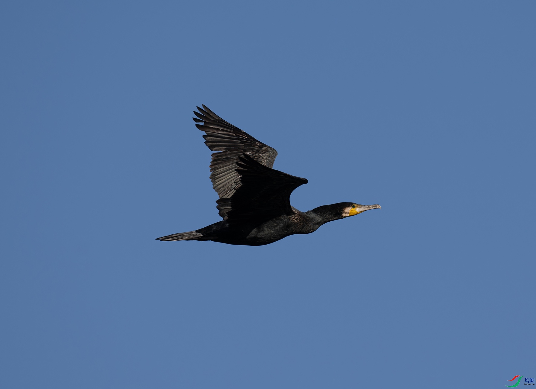 DSC_6600f.jpg