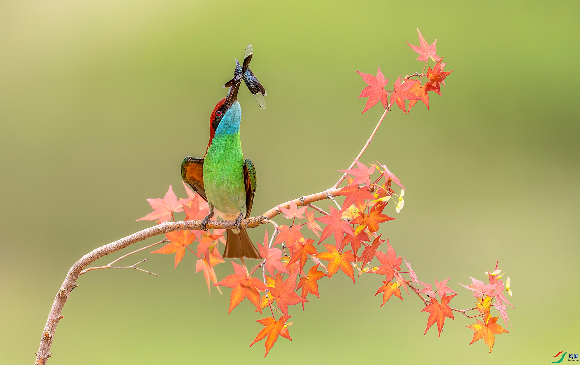 407A0330 ����-Sh----1 .jpg