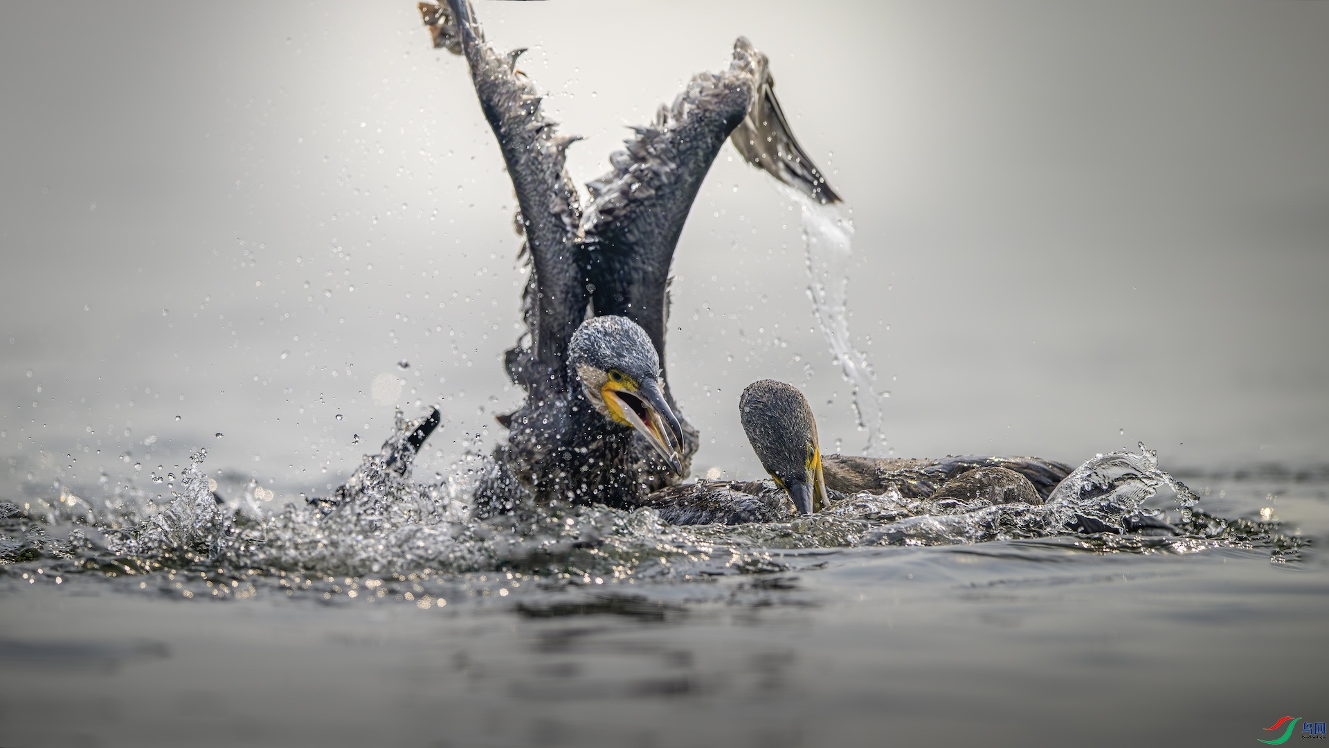 1_XXL3946-����ǿ-NR ����.jpeg