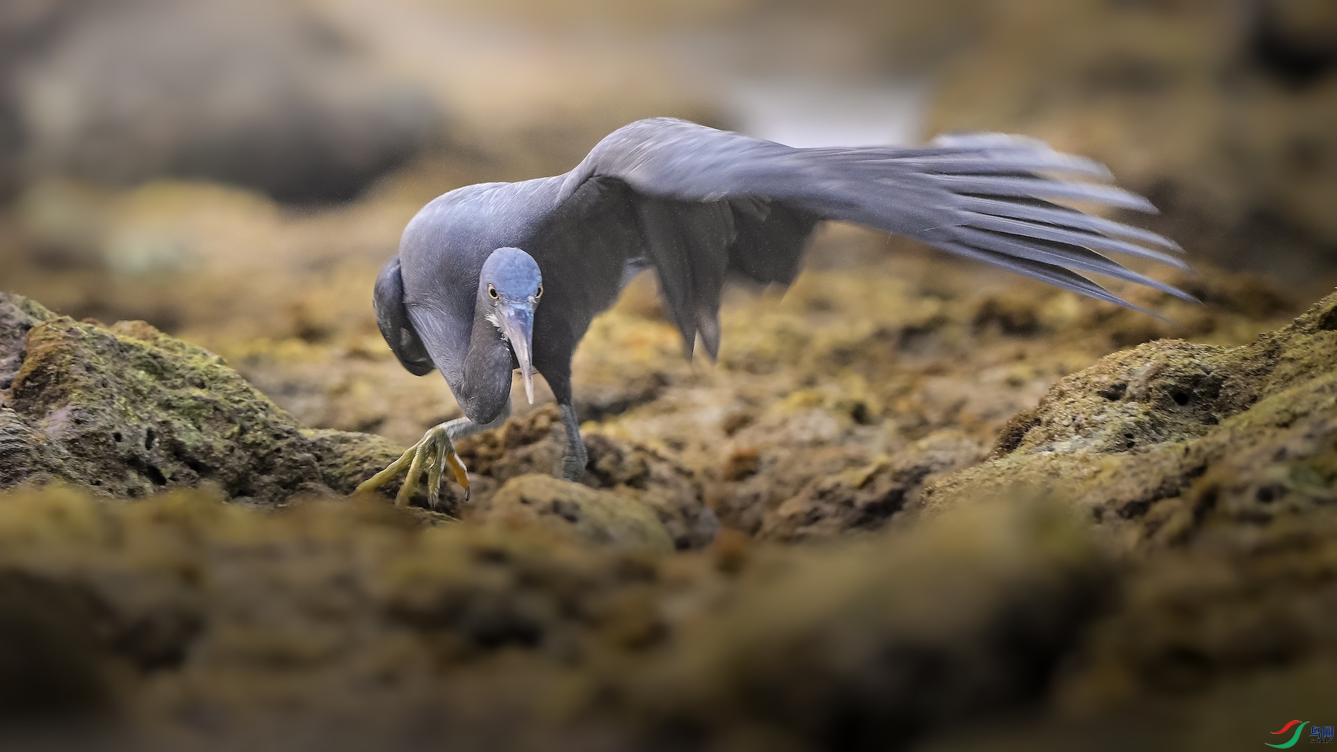 4_XXL5238 ����.jpeg