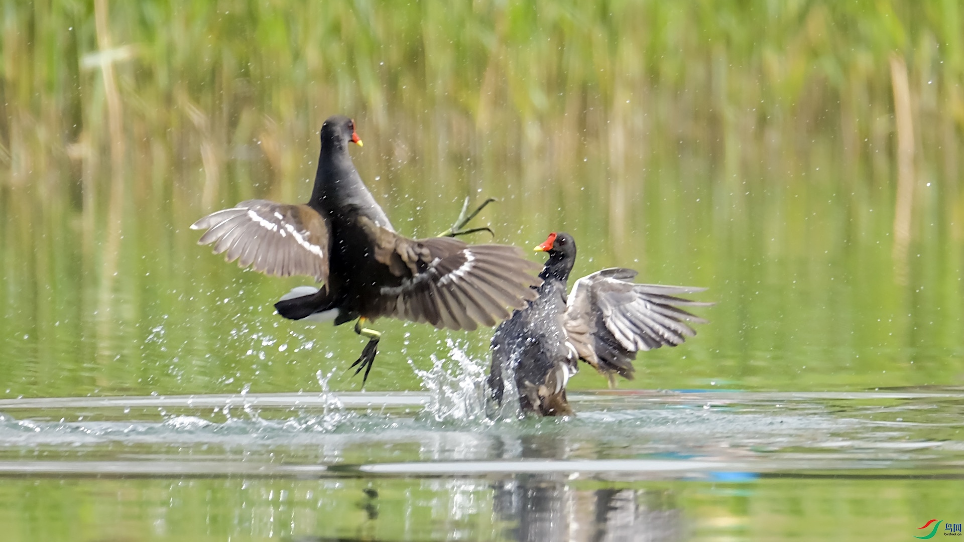 5_XXL7406 ����.jpeg