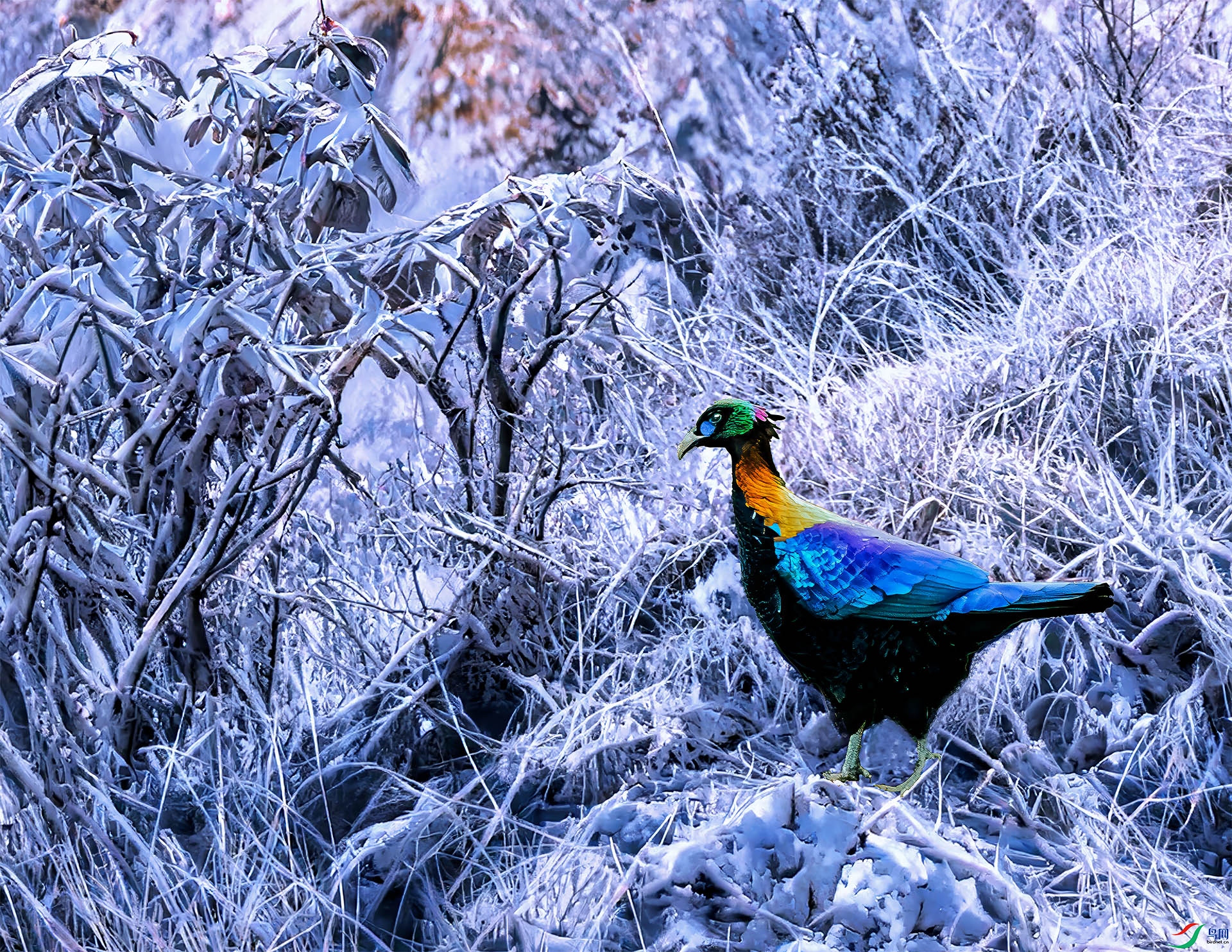 ��ѩ�ϵ���β����