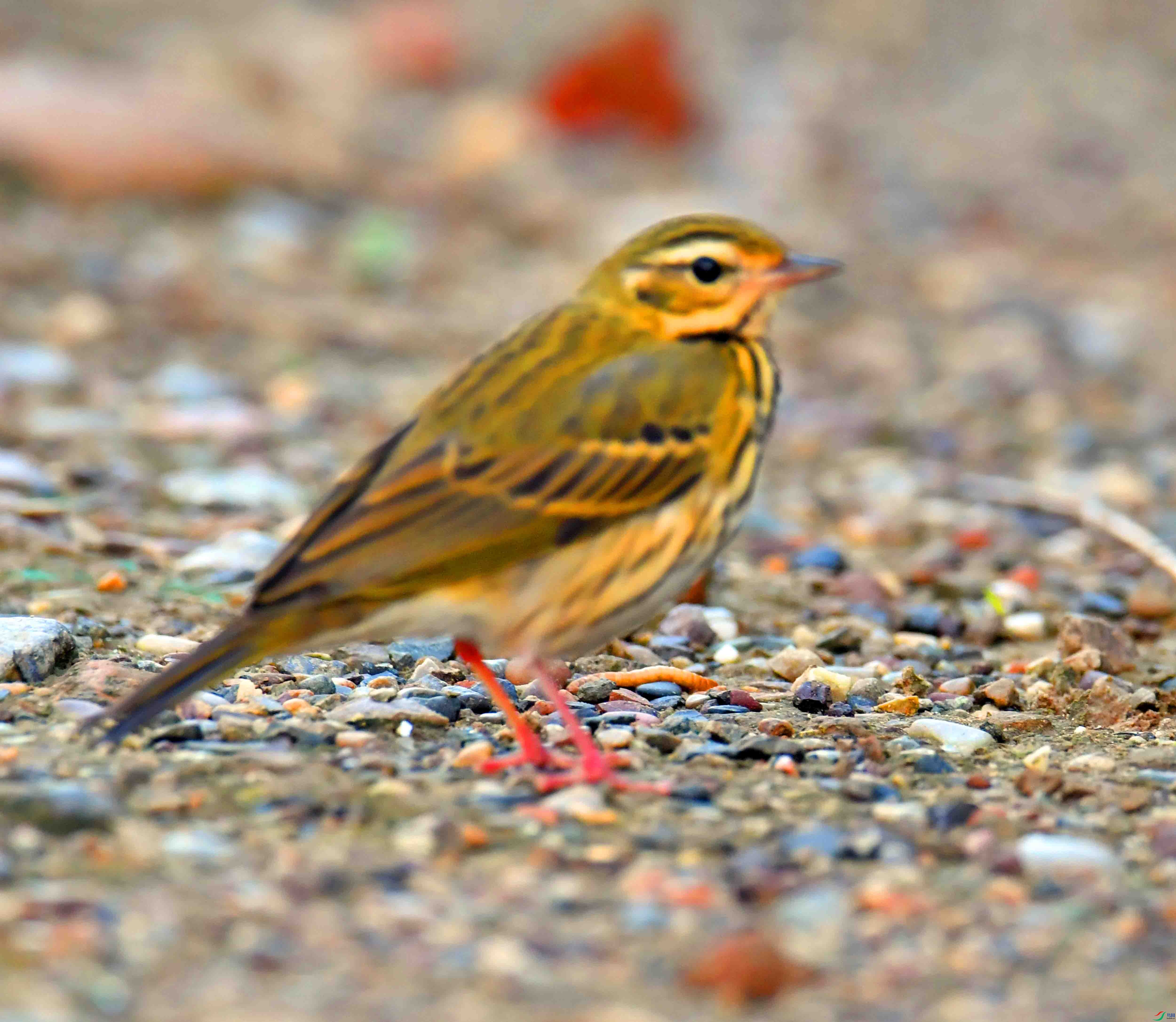DSC_0462.JPG