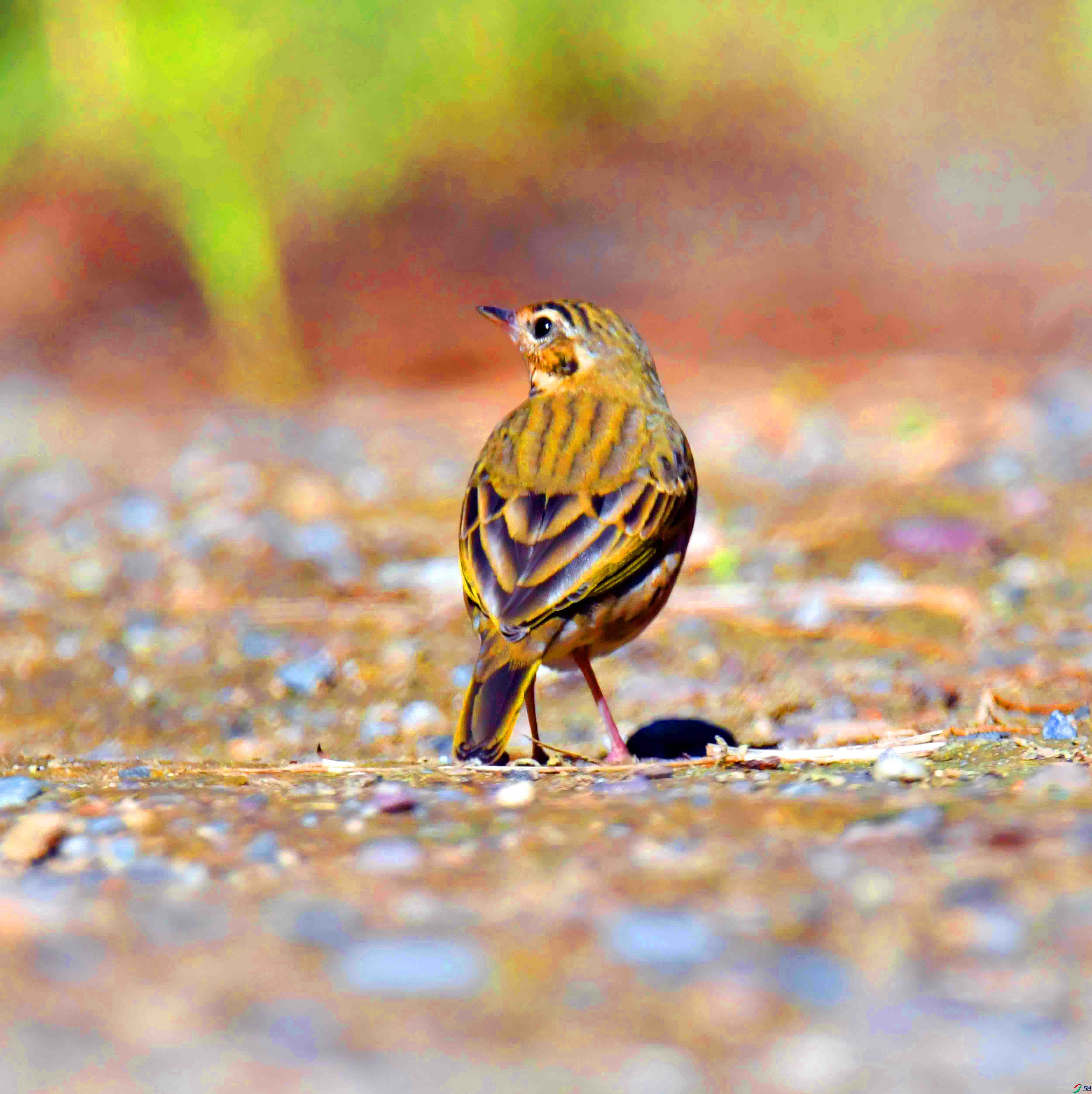DSC_1226.JPG