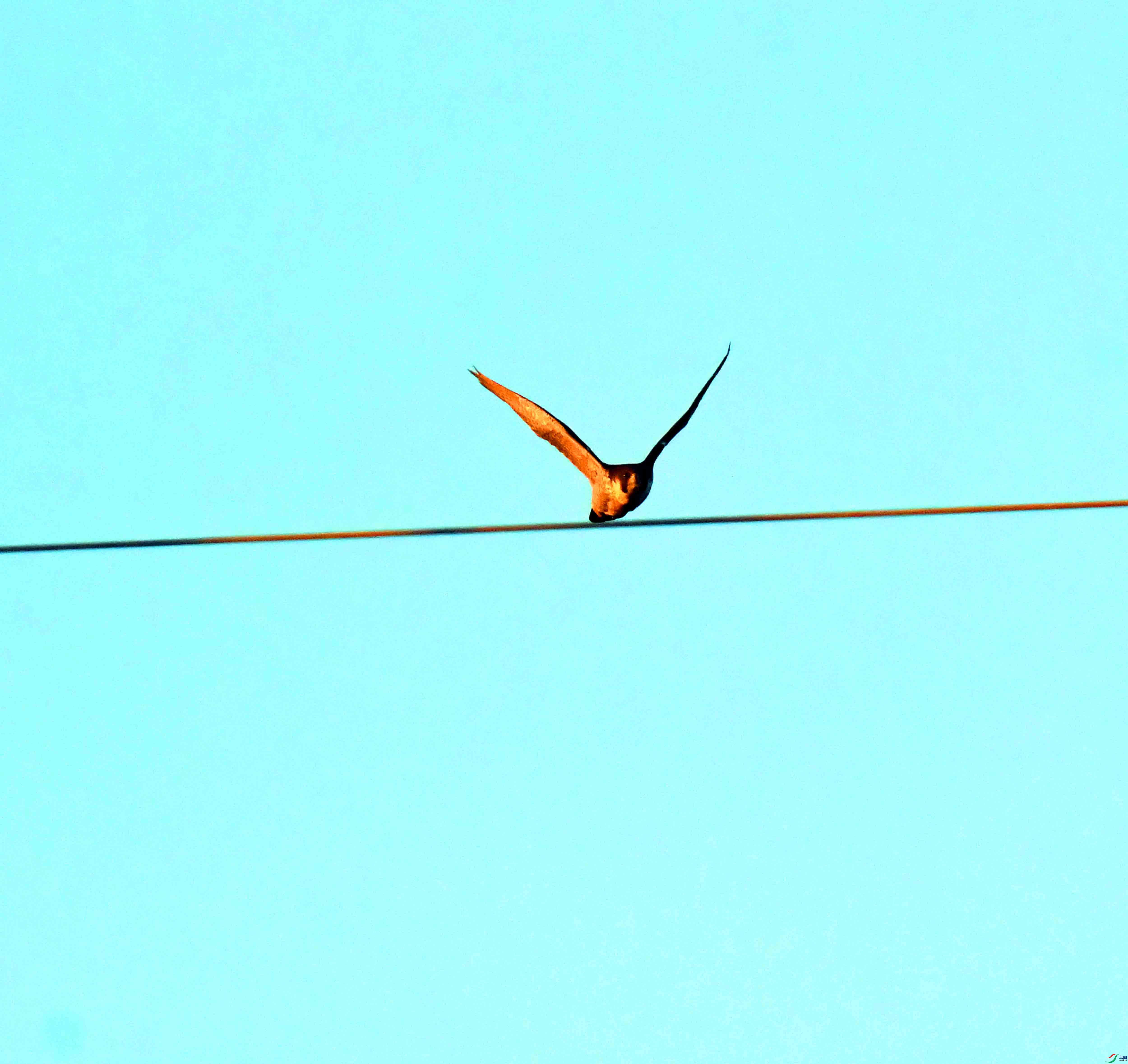 DSC_0930.JPG