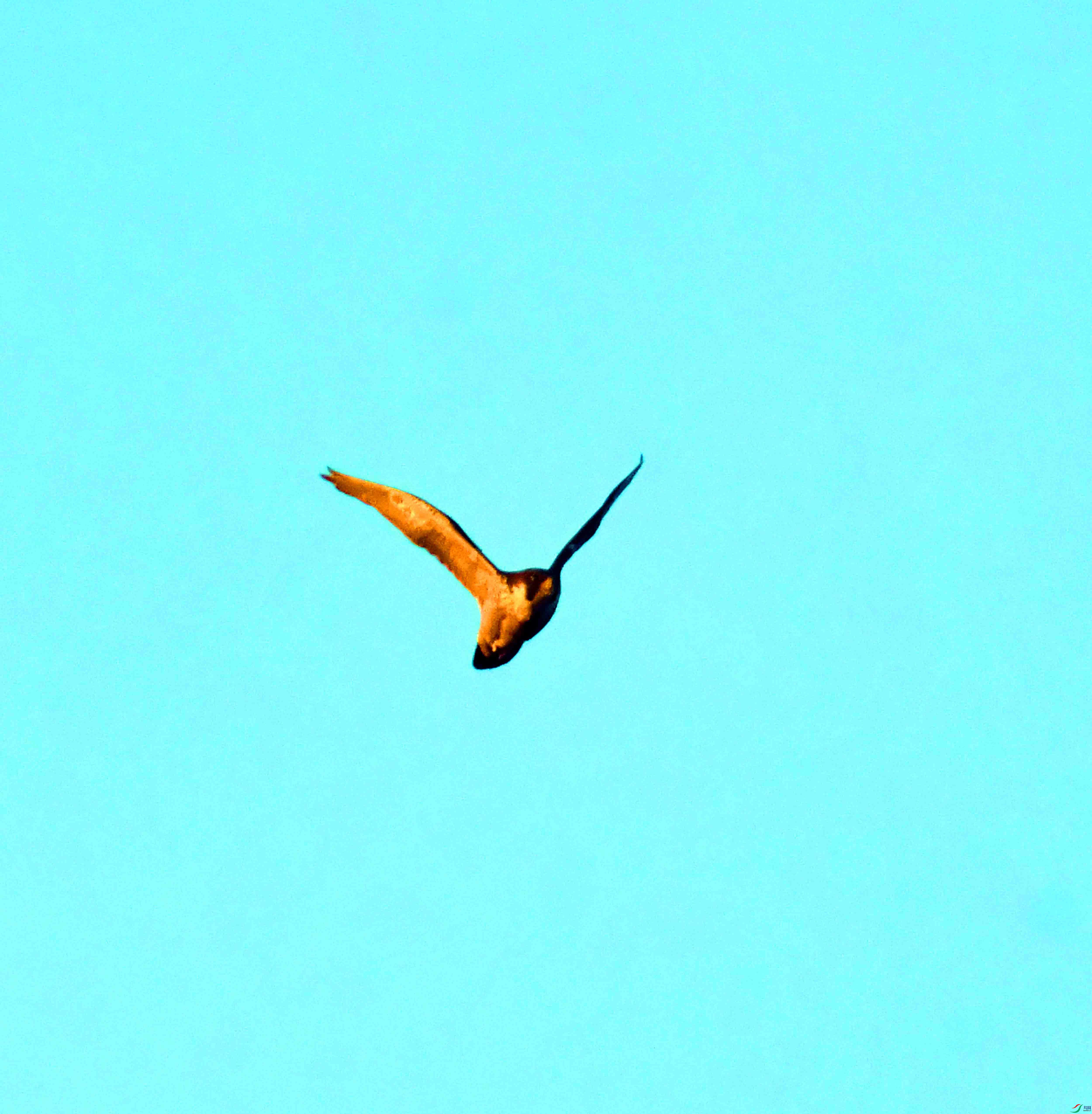 DSC_0933.JPG
