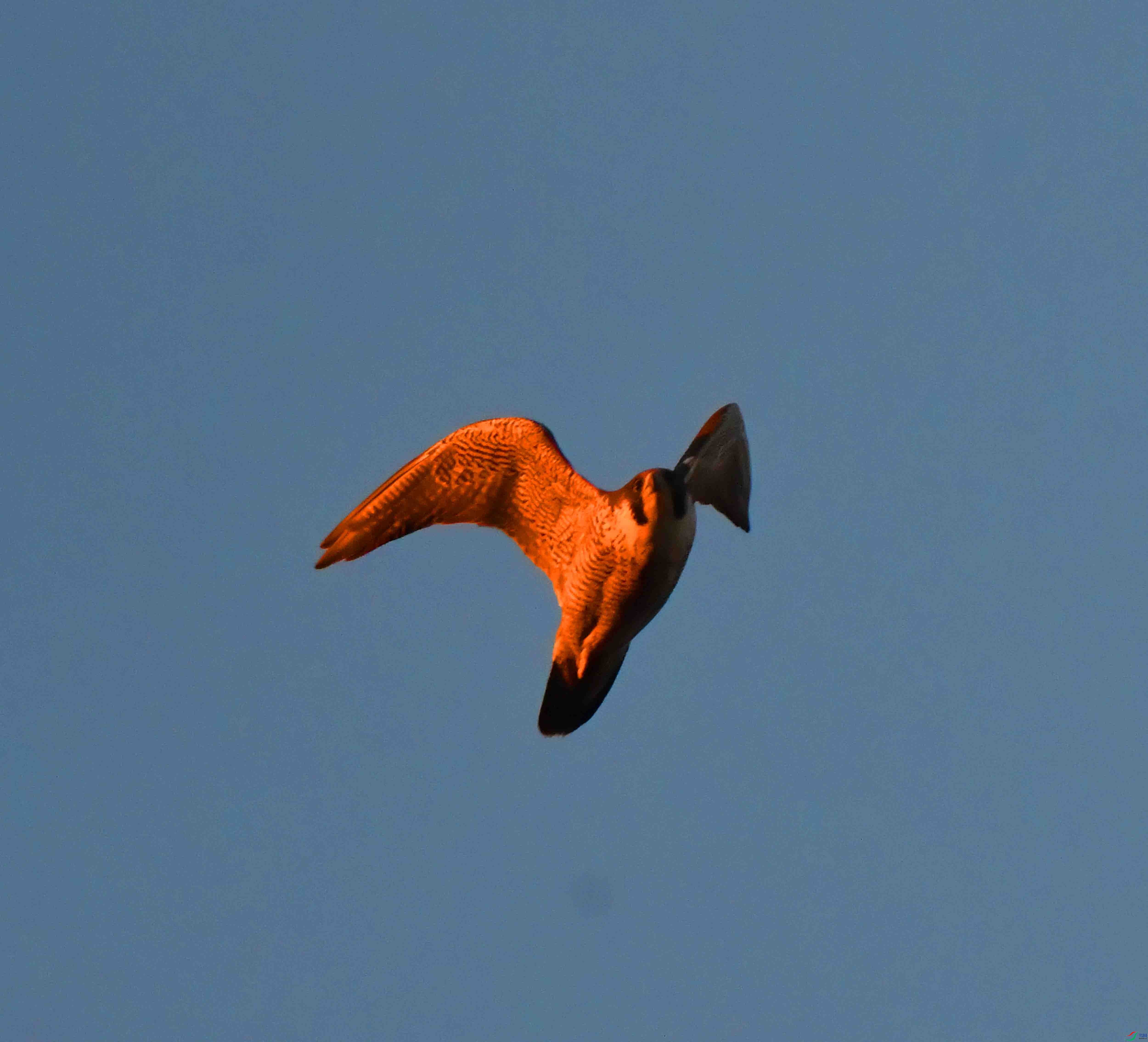 DSC_0936.JPG