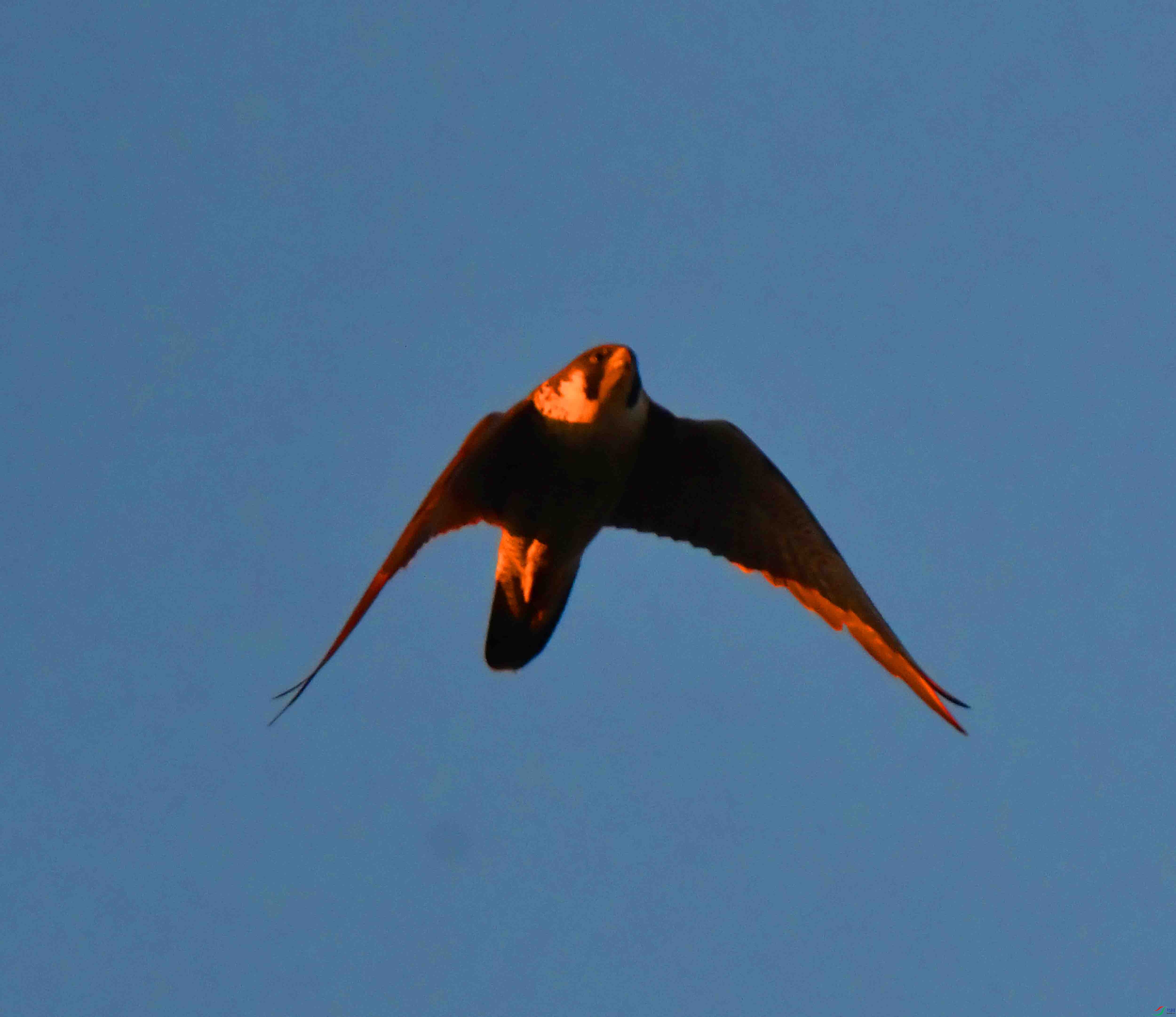 DSC_0939.JPG