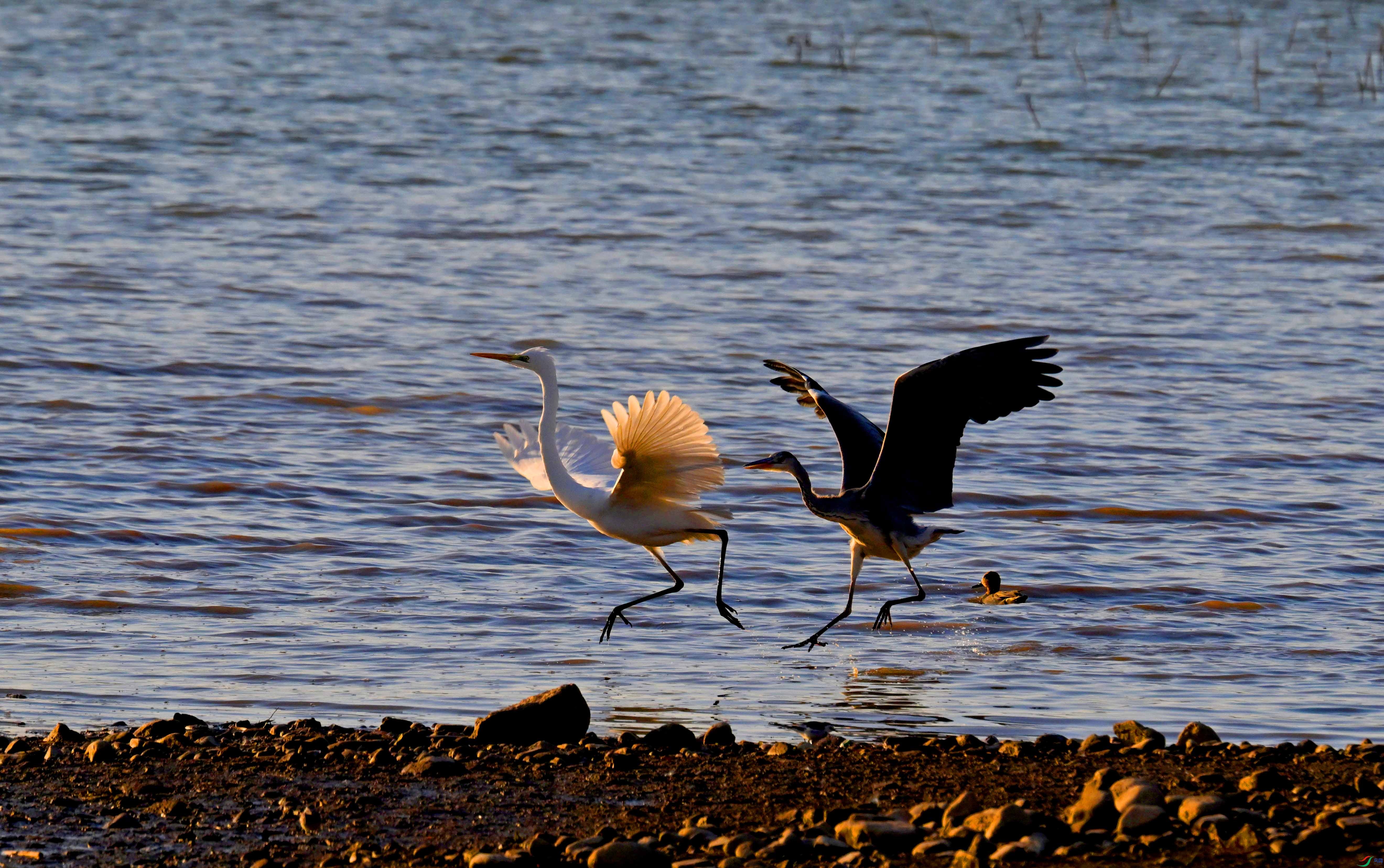 DSC_0135 ����.jpg