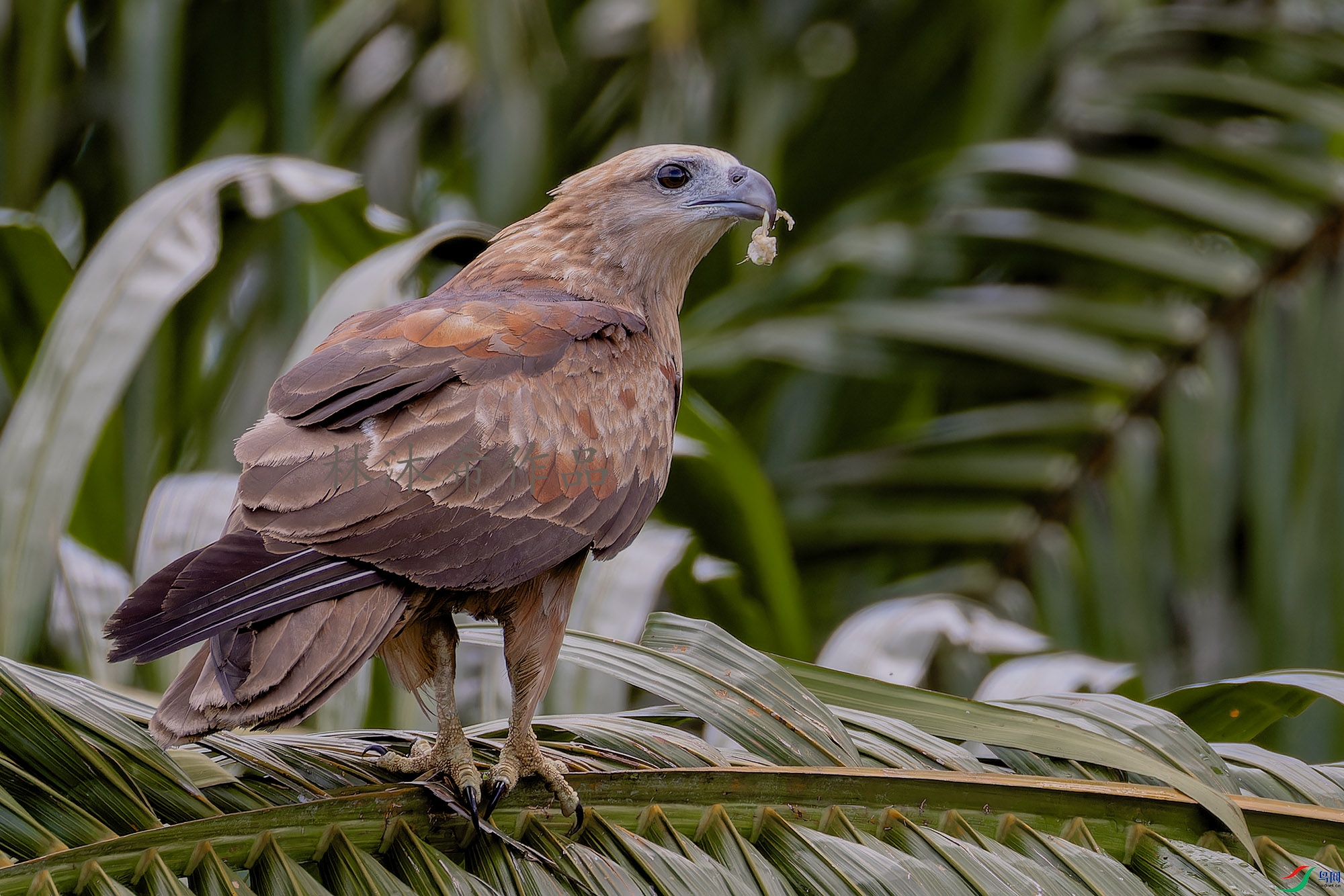 _97A4699-CR3 copy.jpg