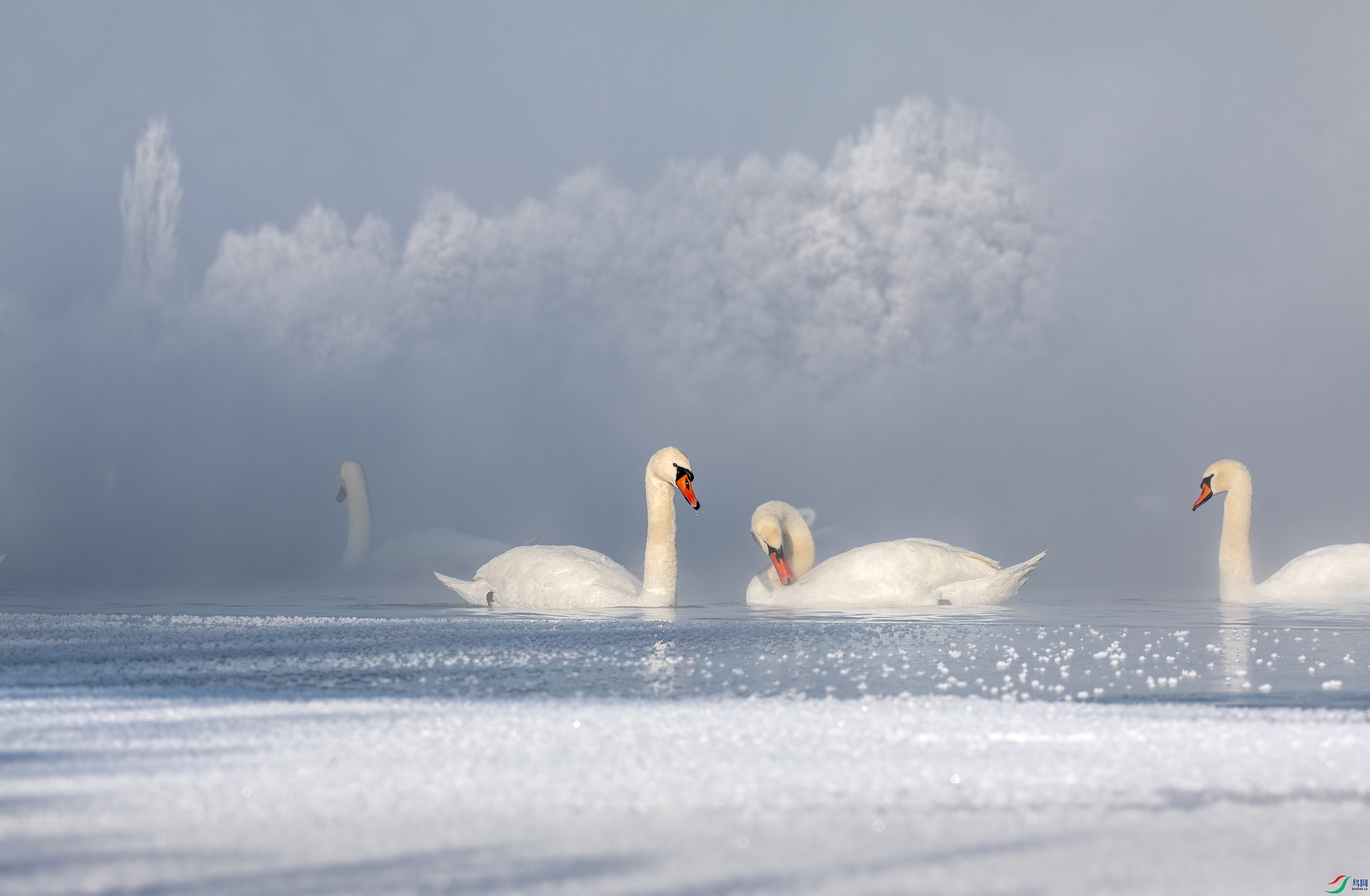 3S5A4486-����ǿ-NR ����.jpg