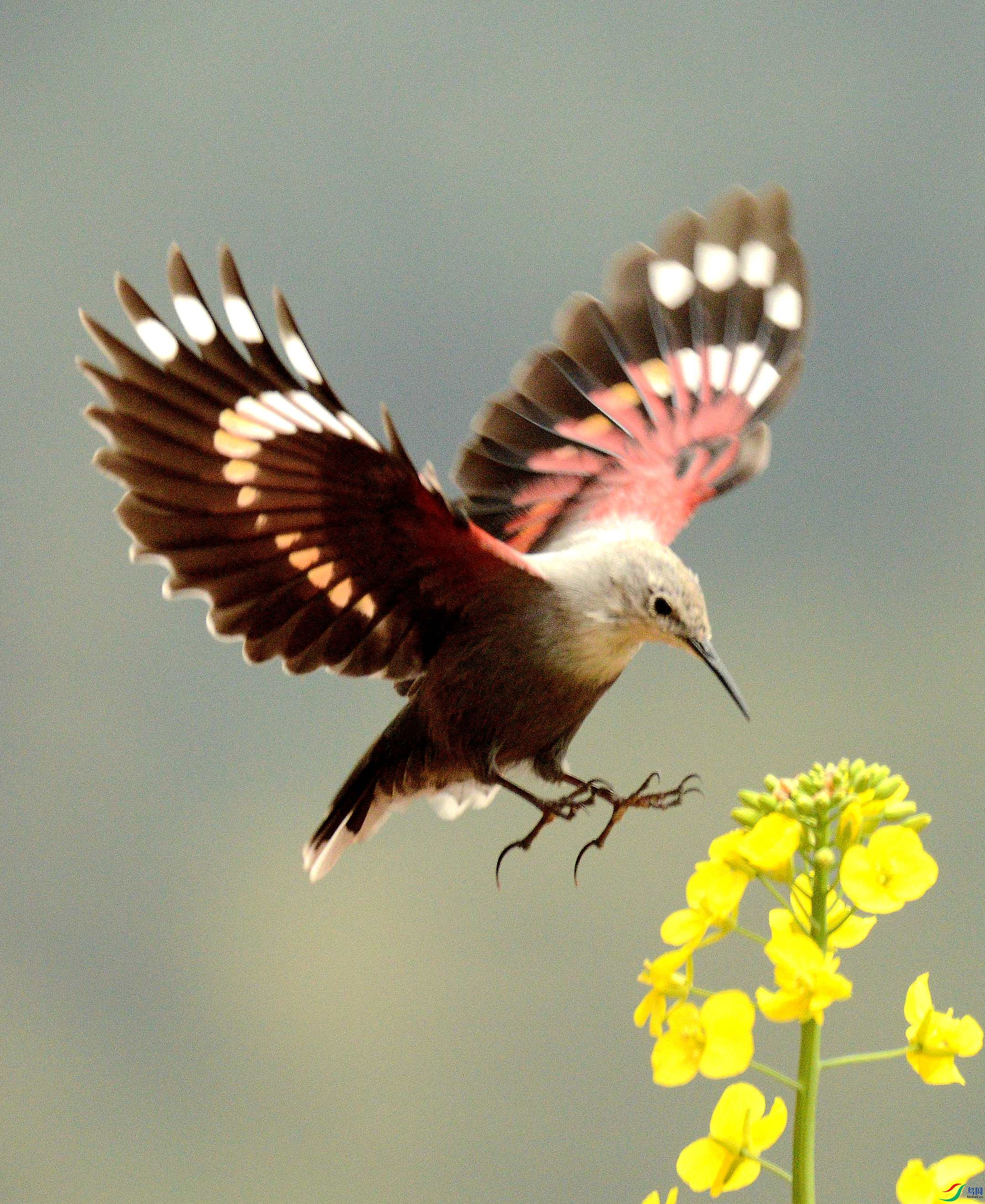 DWC_1465 - ����.JPG