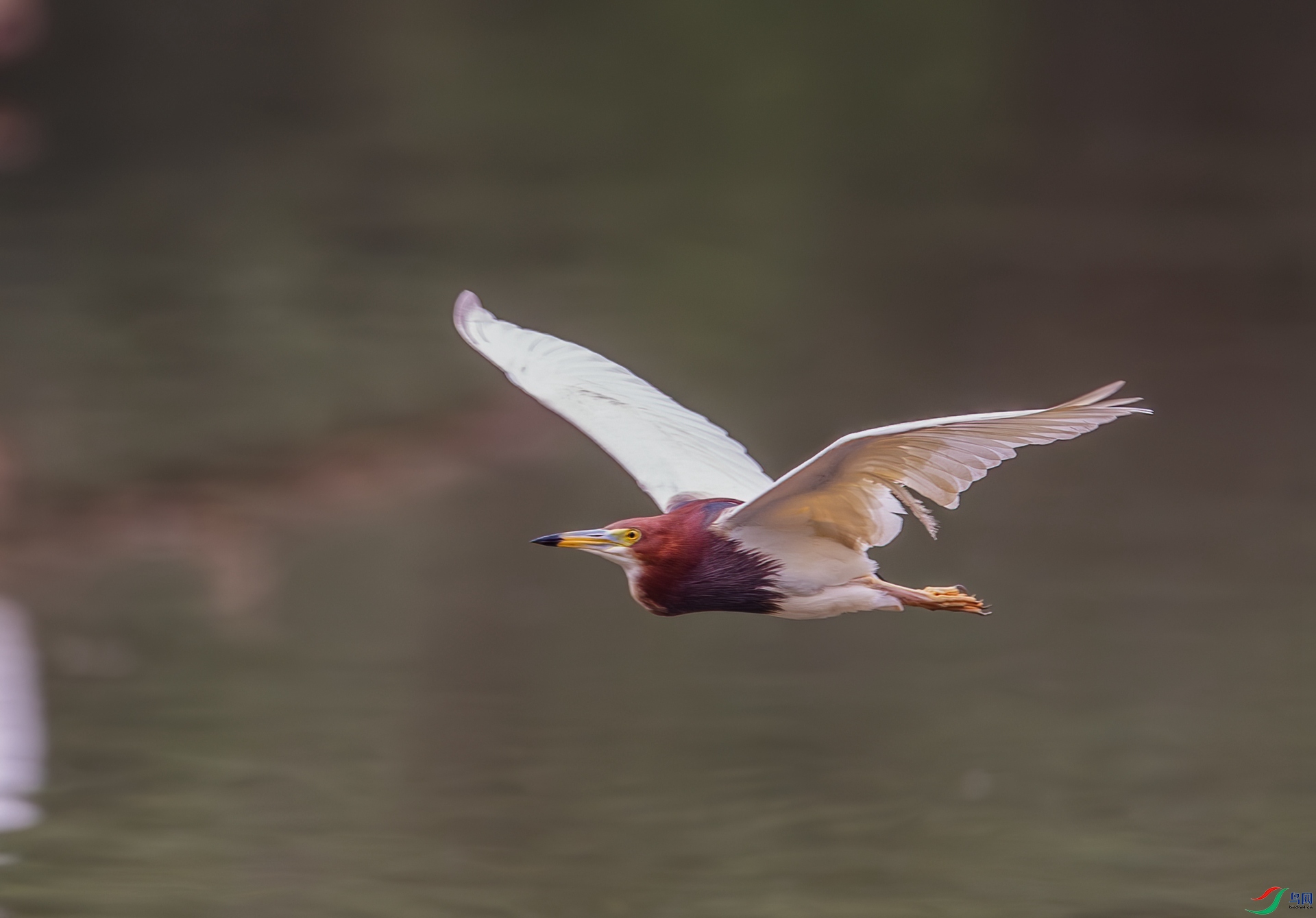 DSC_7158-1.jpg