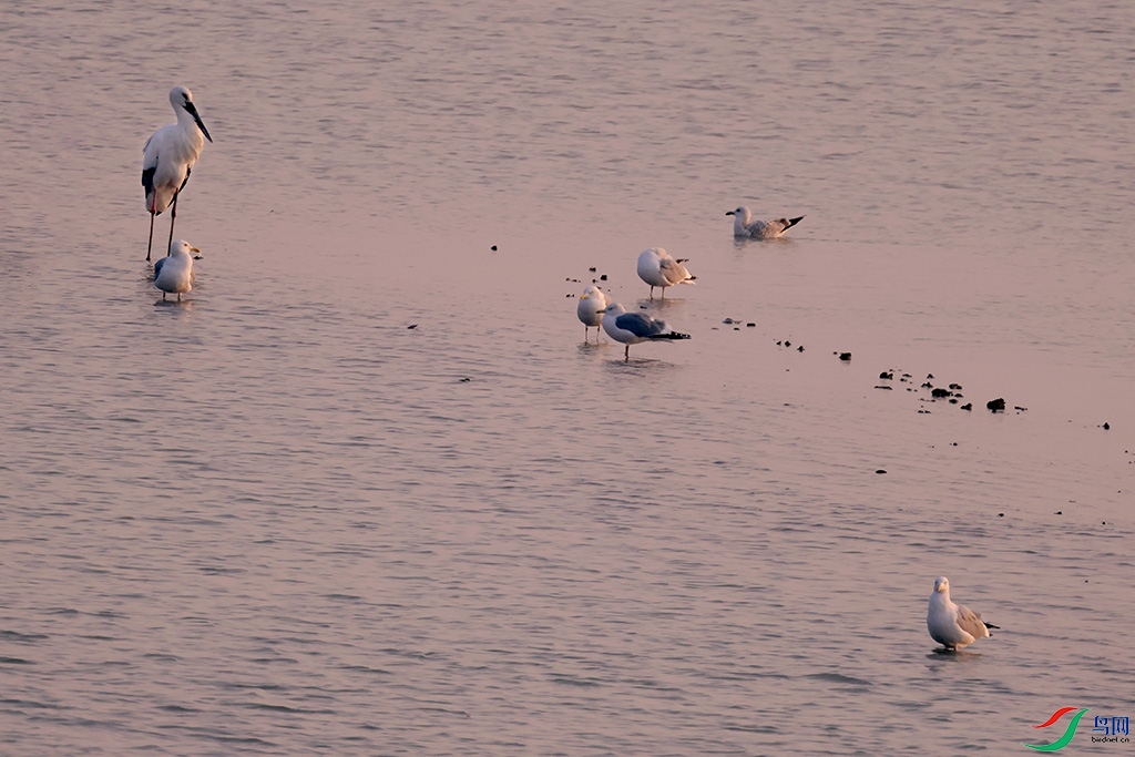 ����������Ÿ