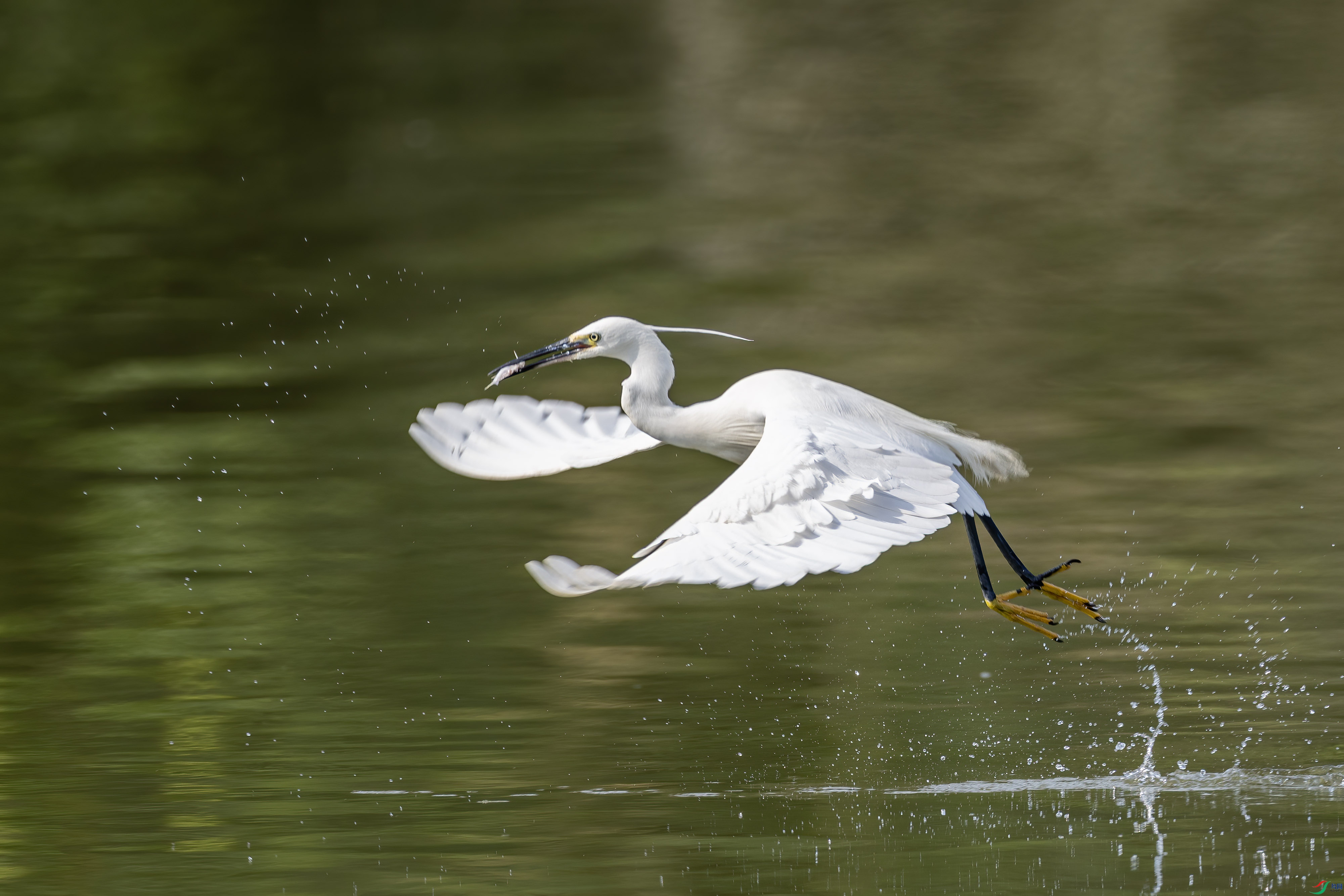 _MG_4463.jpg