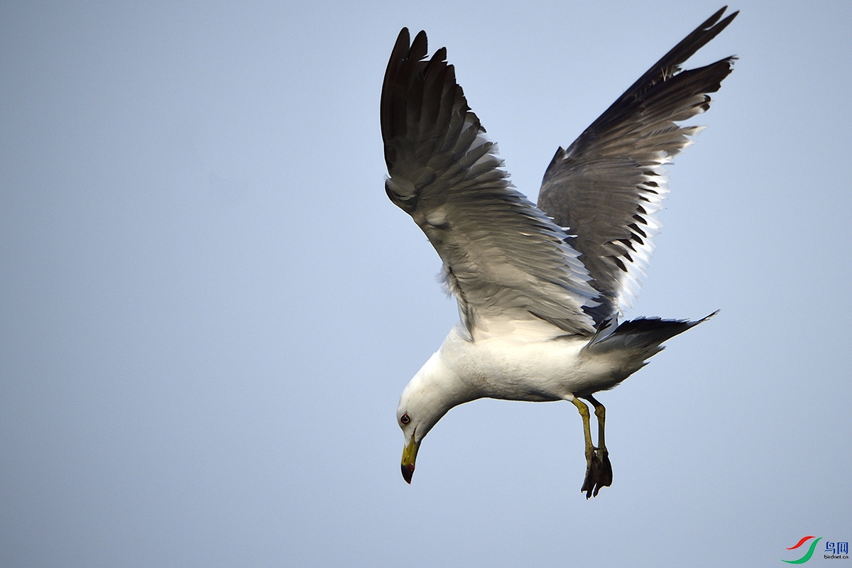 _DSC5246_8603a.jpg