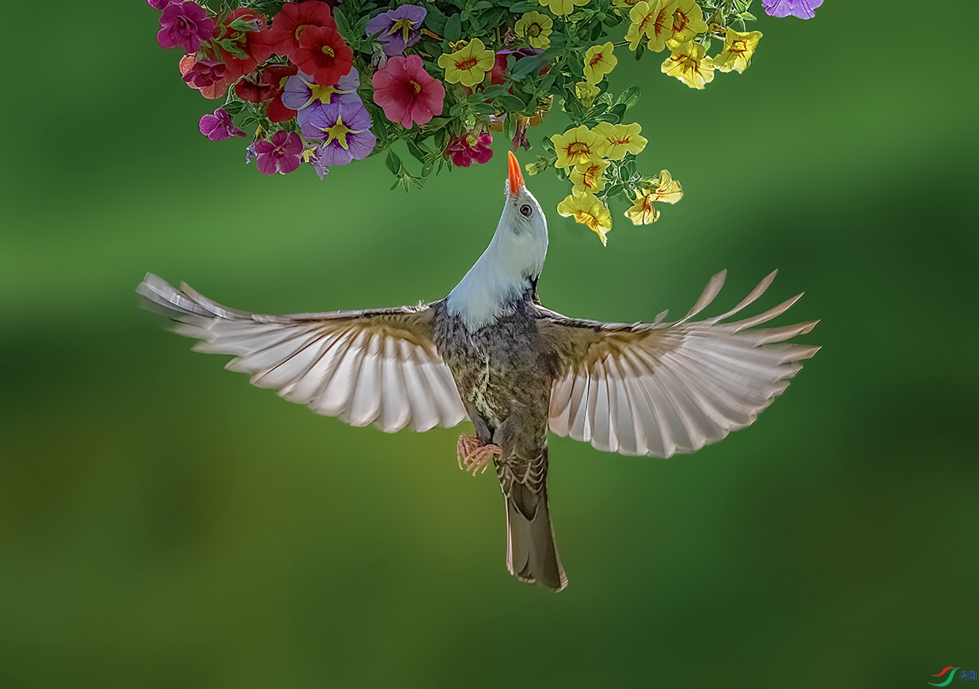 �ڶ̽���