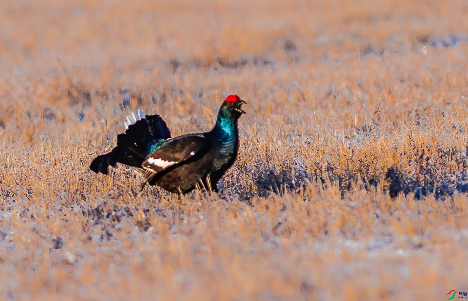 _DSC6584.jpg