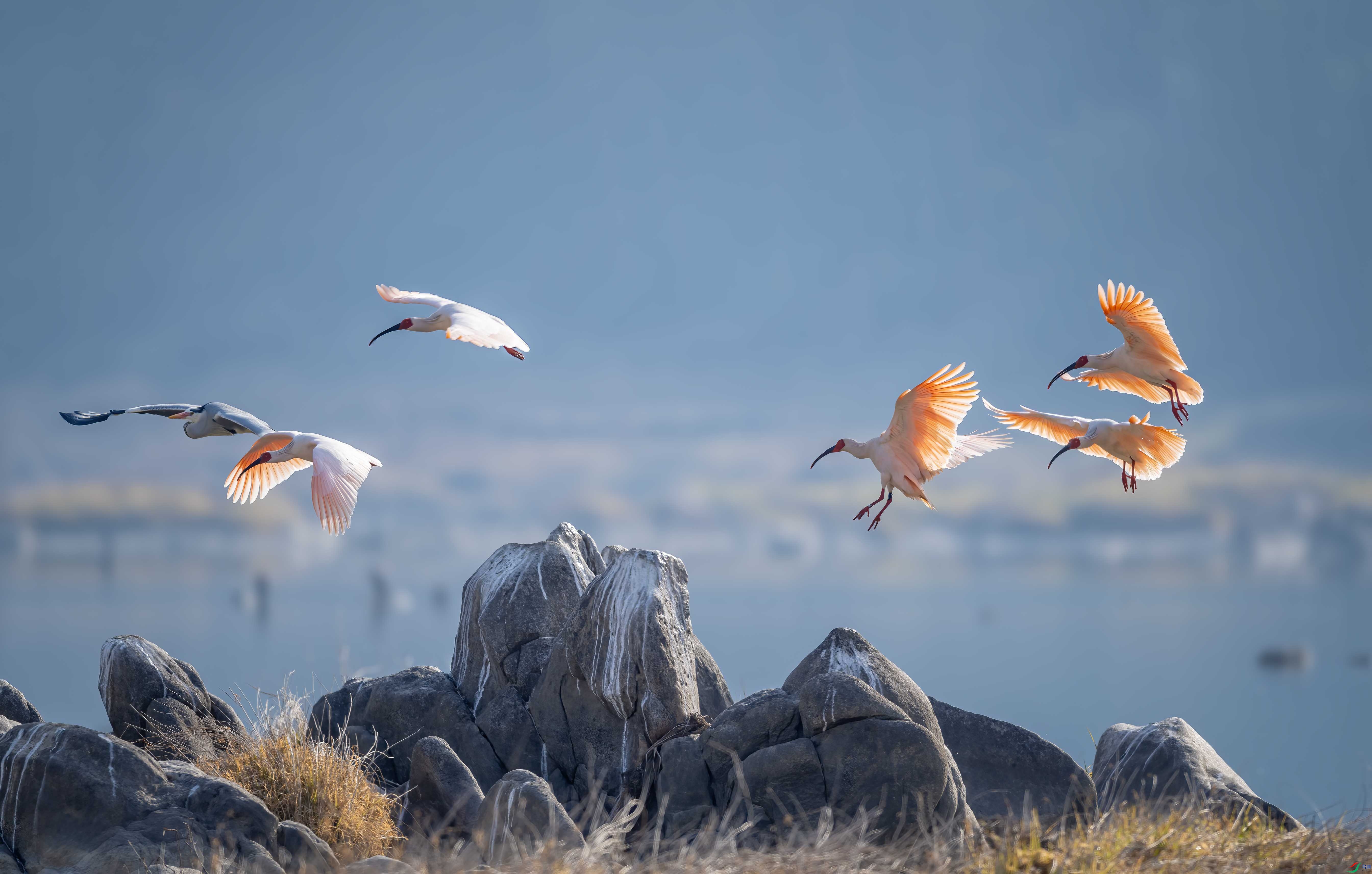 DSC_9156 ����.jpg