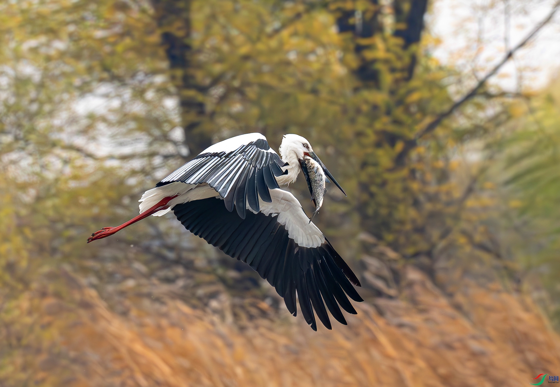 DSC_1568d2.jpg