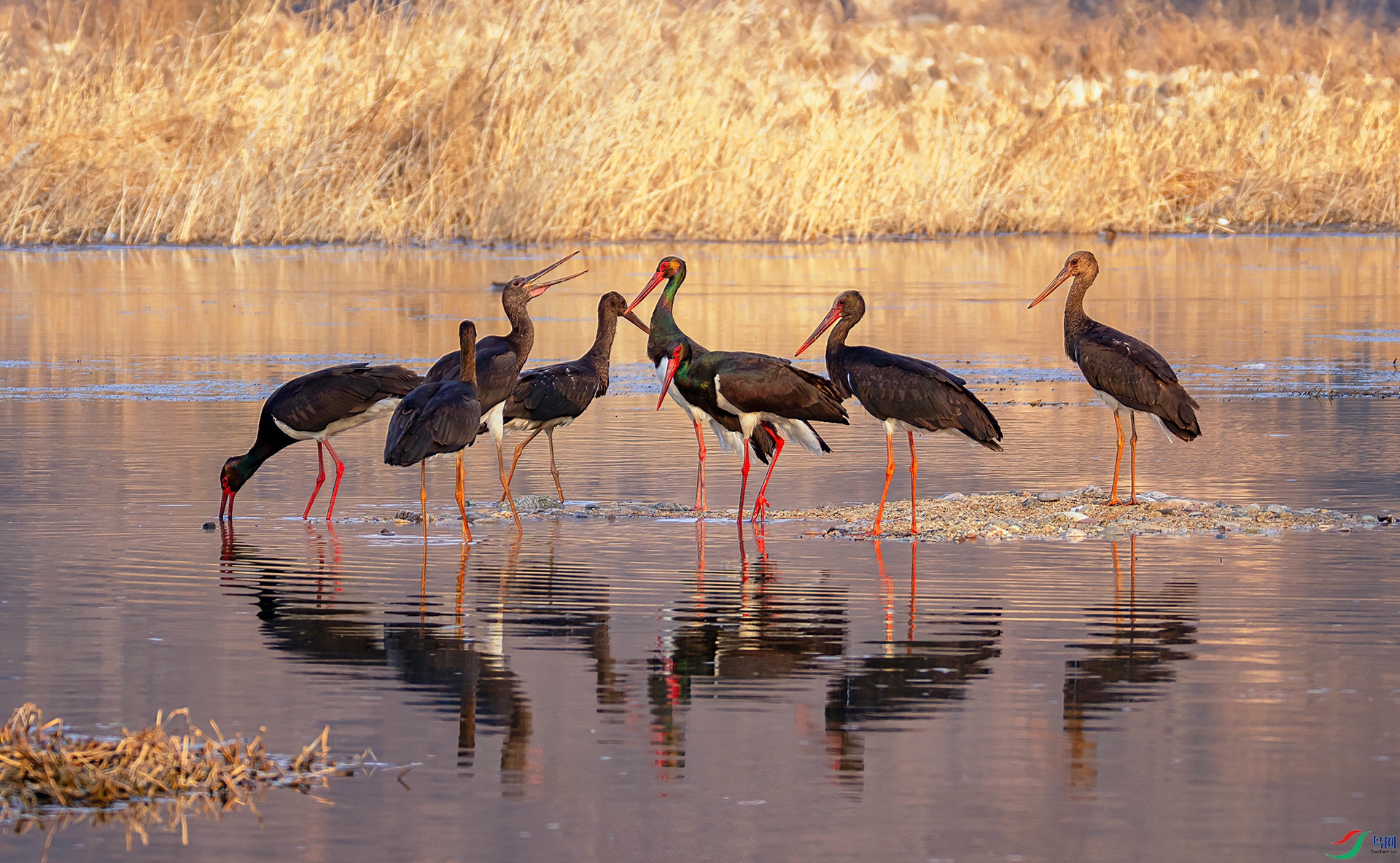 407A0038 ����-Sh---1  .jpg