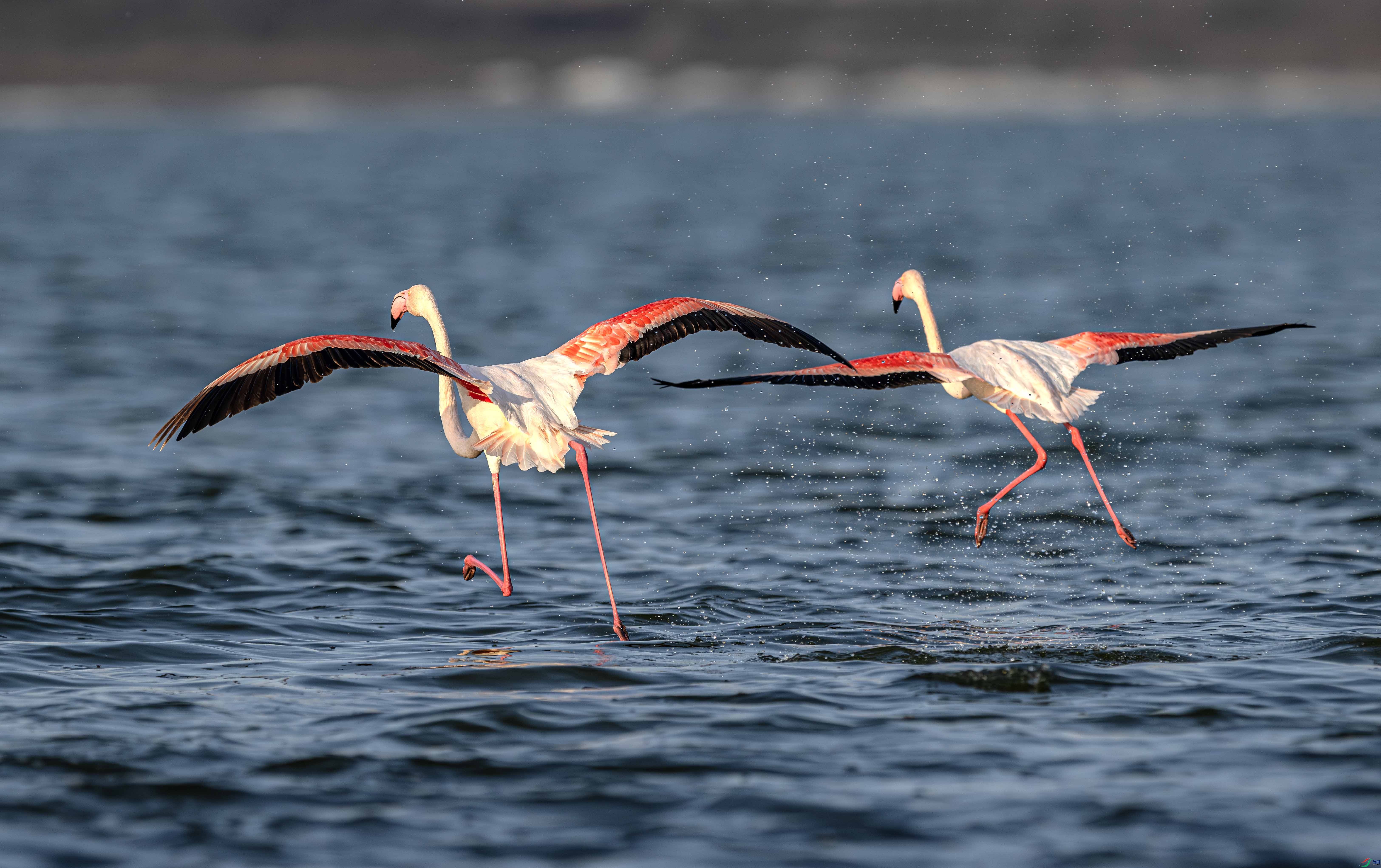 DSC_9657-����ǿ-NR ����.jpg