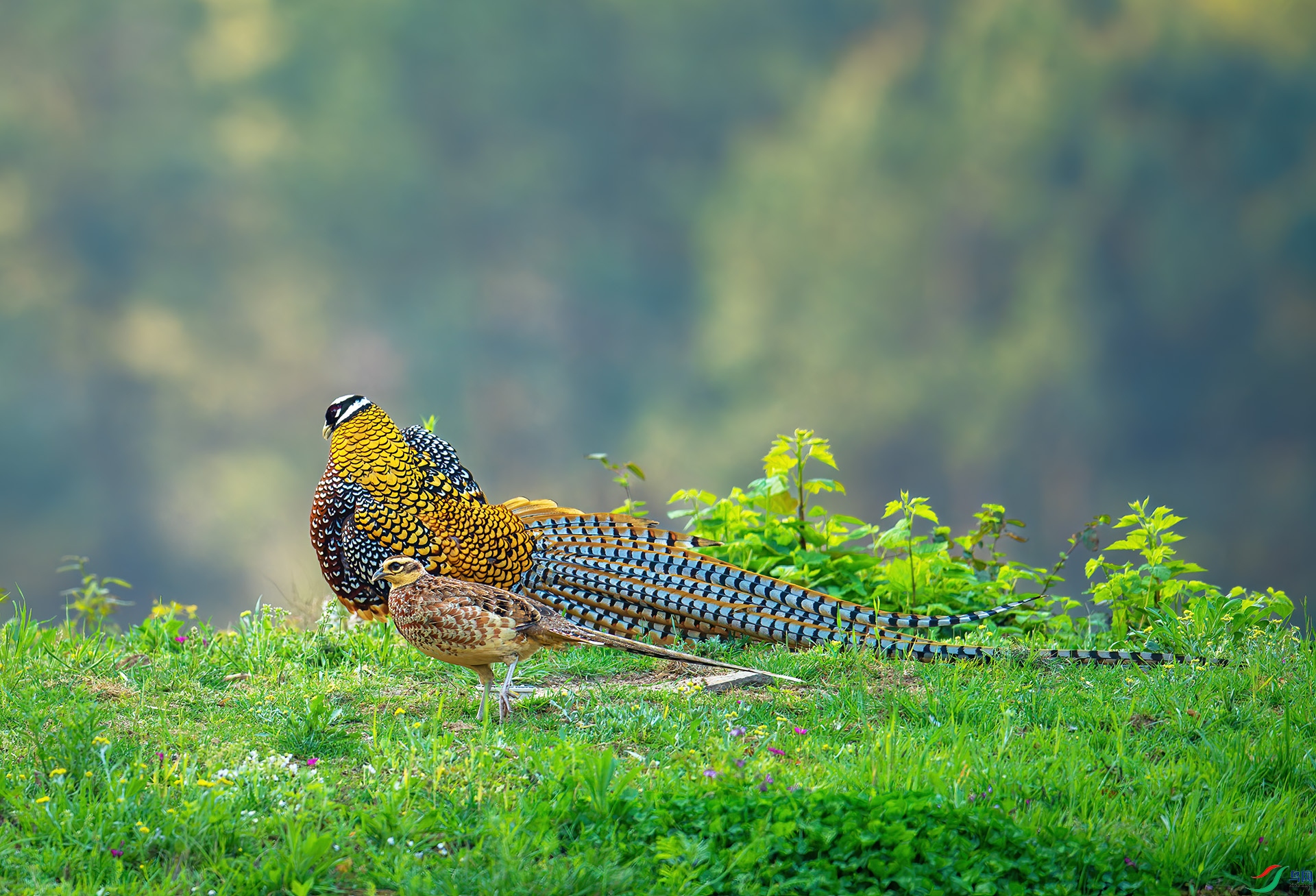 DSC_2950-1.jpg