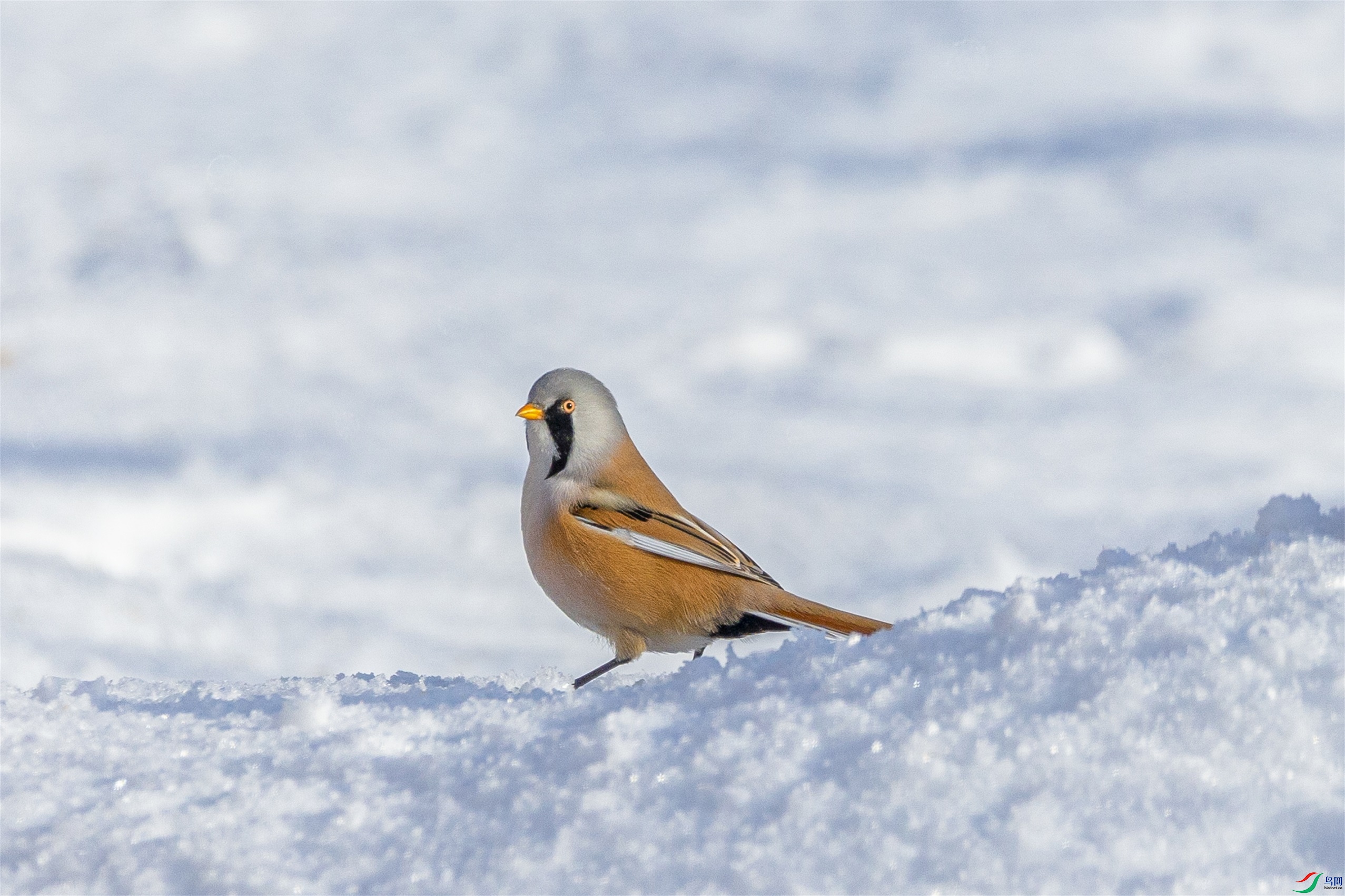 1K3A5418 ����1.jpg