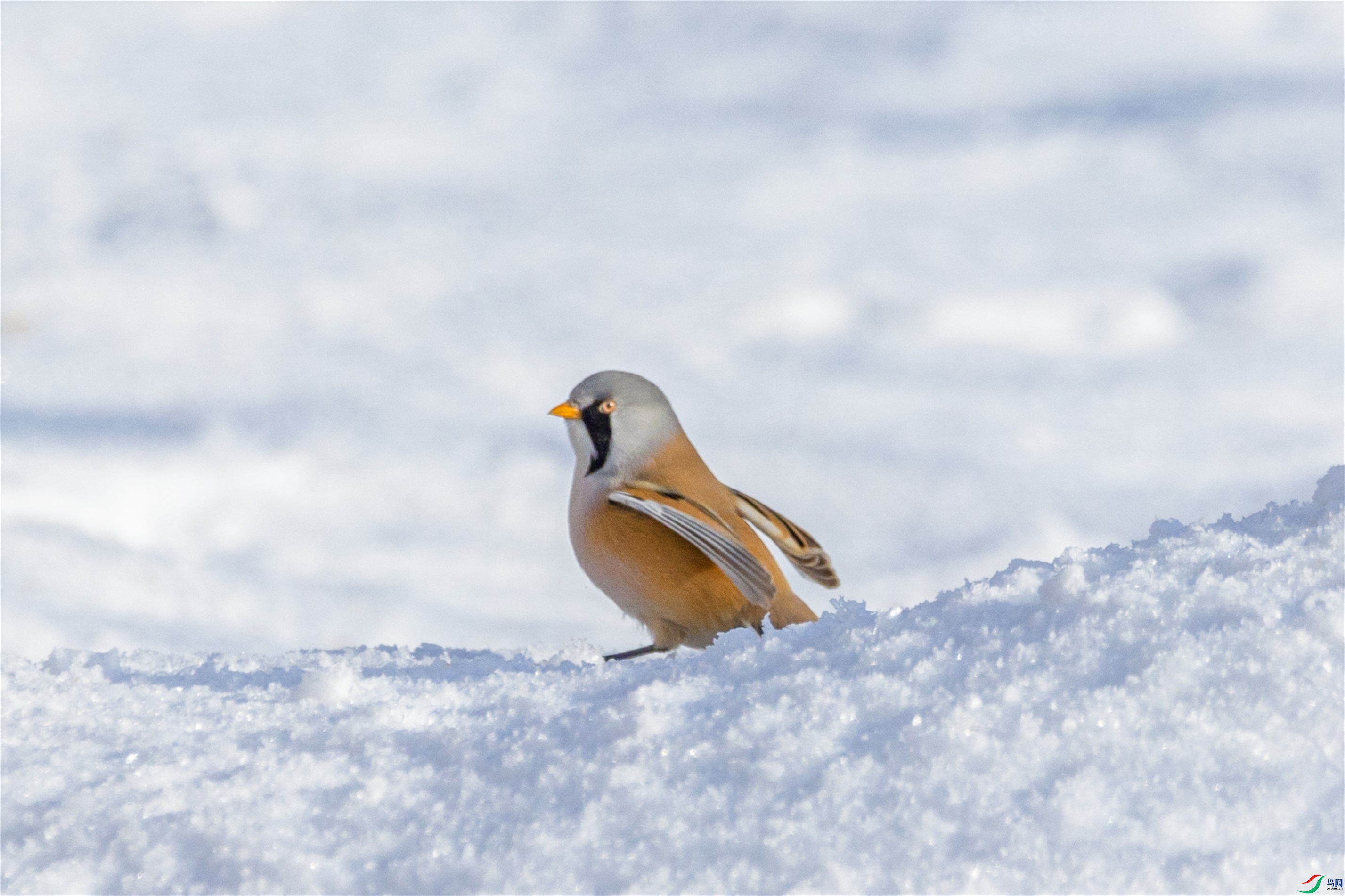 1K3A5414 ����1.jpg