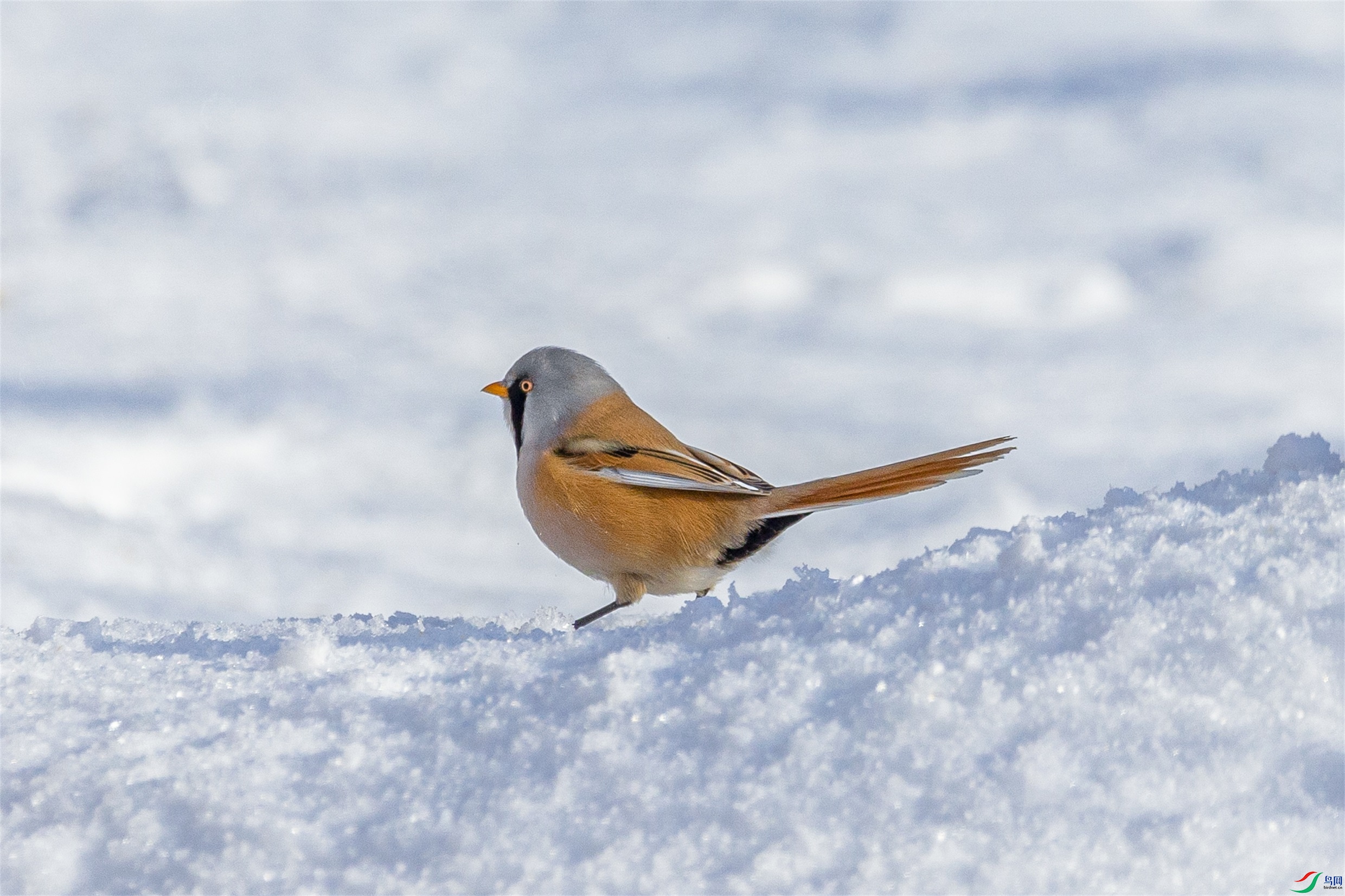 1K3A5420 ����1.jpg