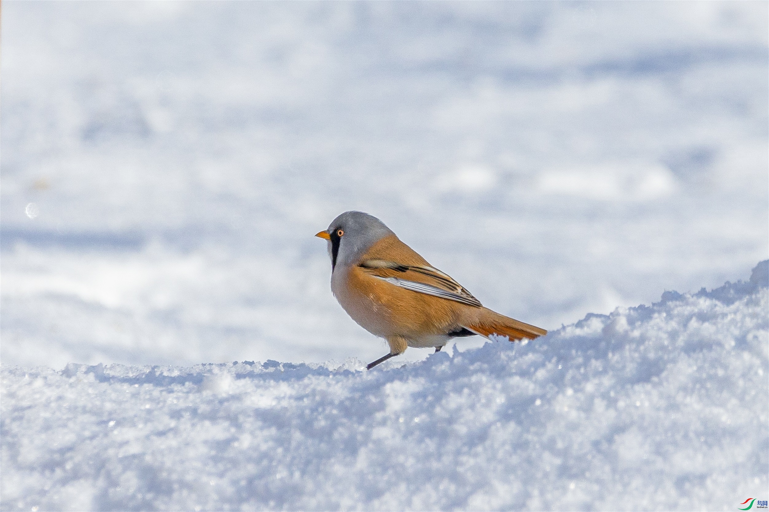 1K3A5419 ����1.jpg