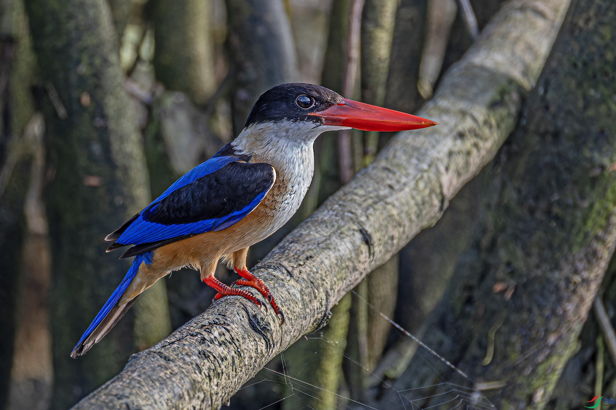 _97A4504-CR3 copy.jpg