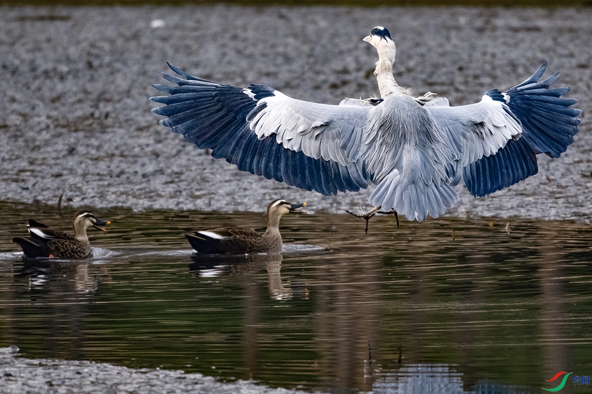 DSC_9730--.jpg