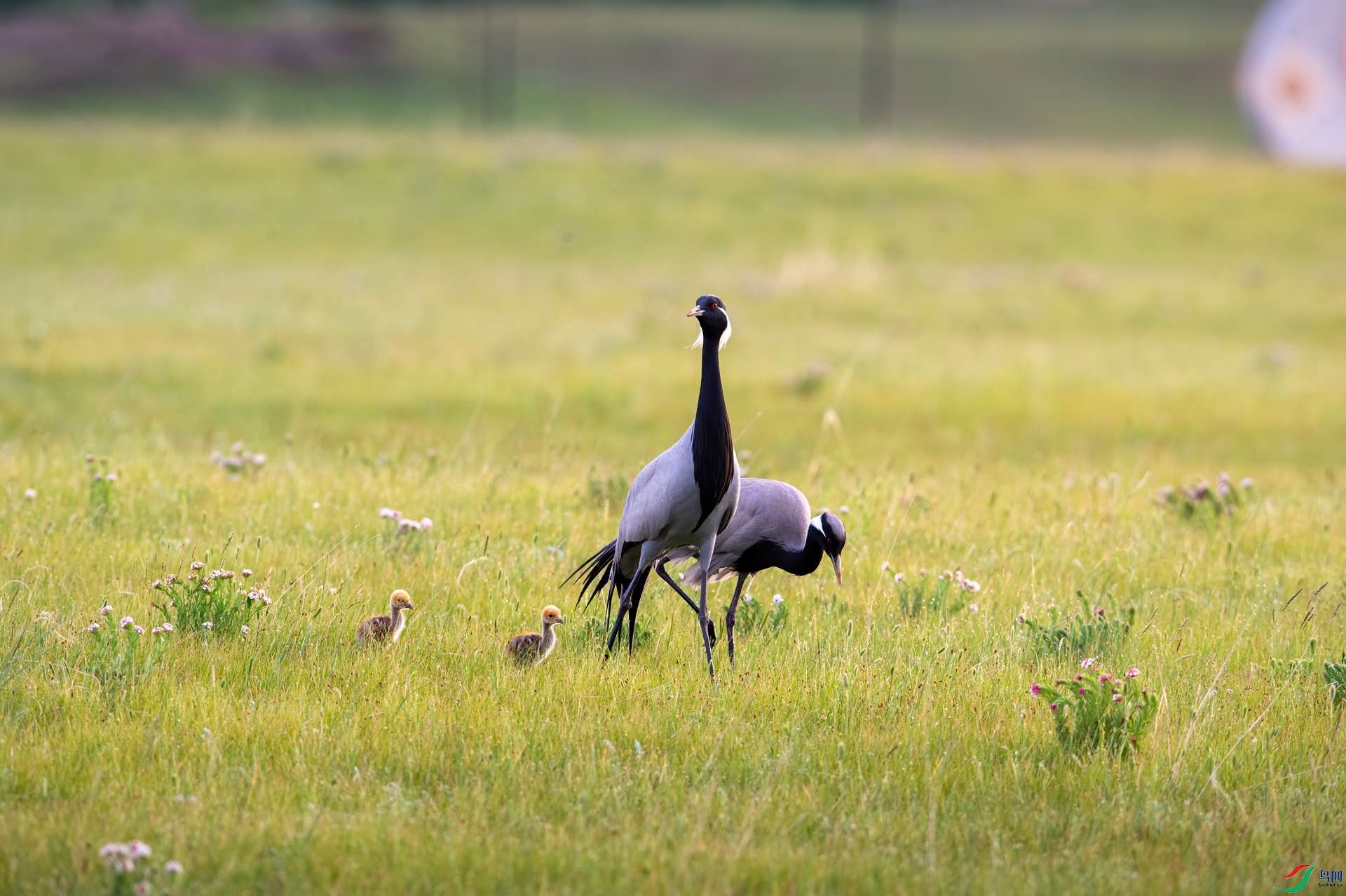 DSC_31173.jpg
