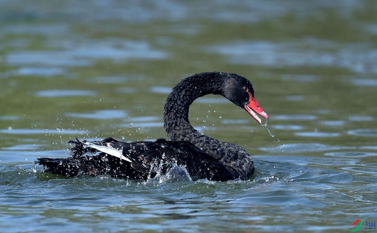 DSC_1954.jpg