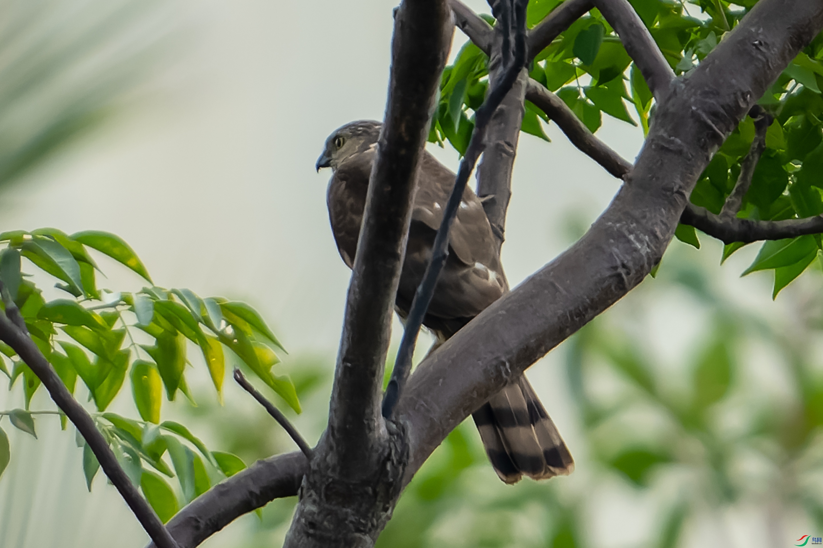 DSC04217-1.jpg